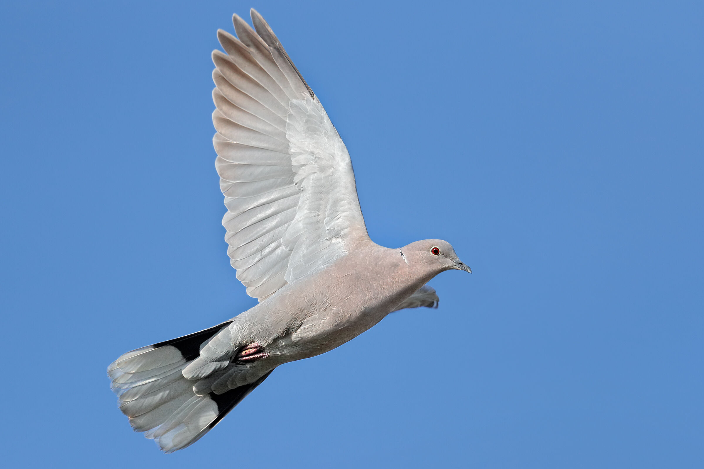 Eastern collared Tortora