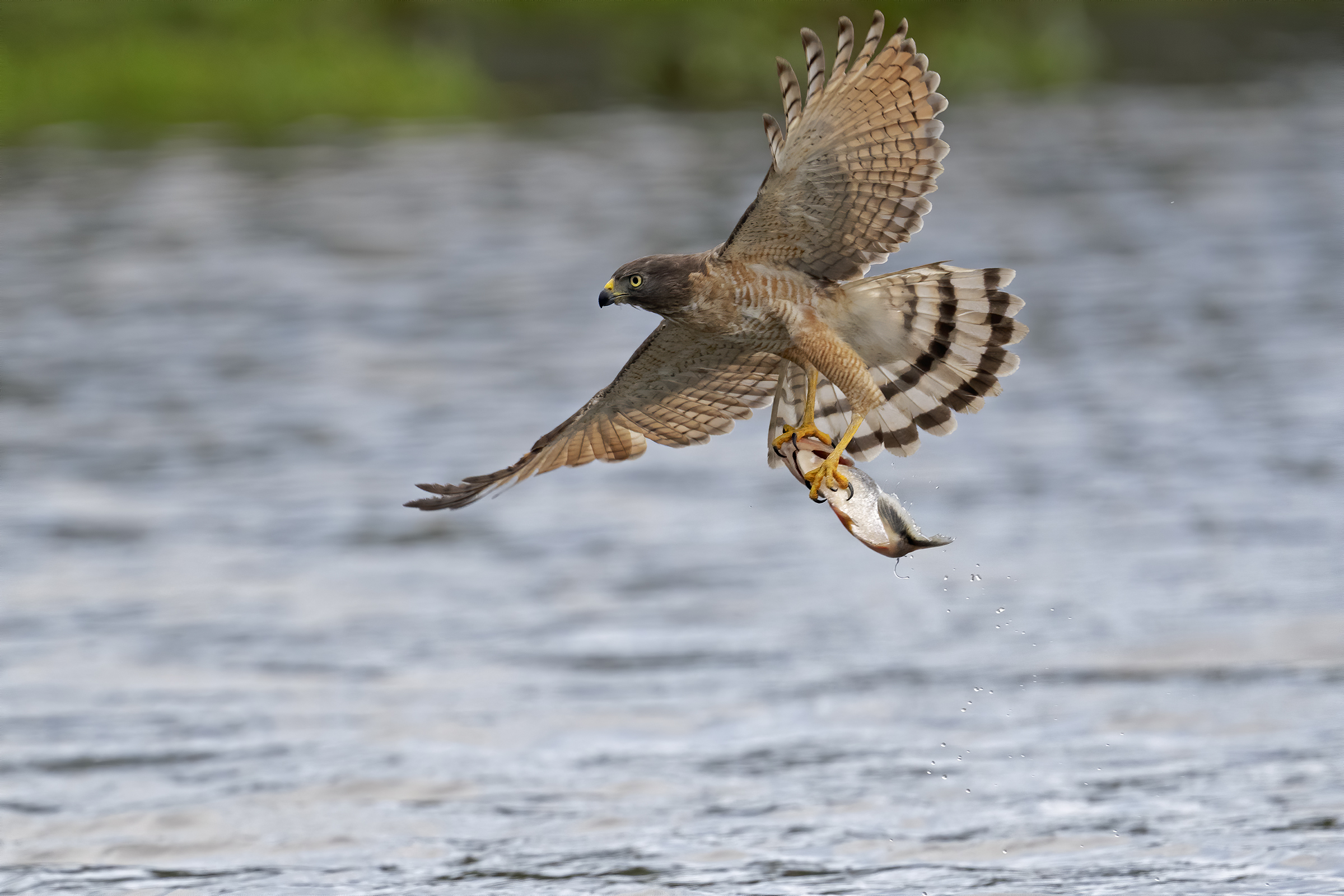 Poiana delle strade.