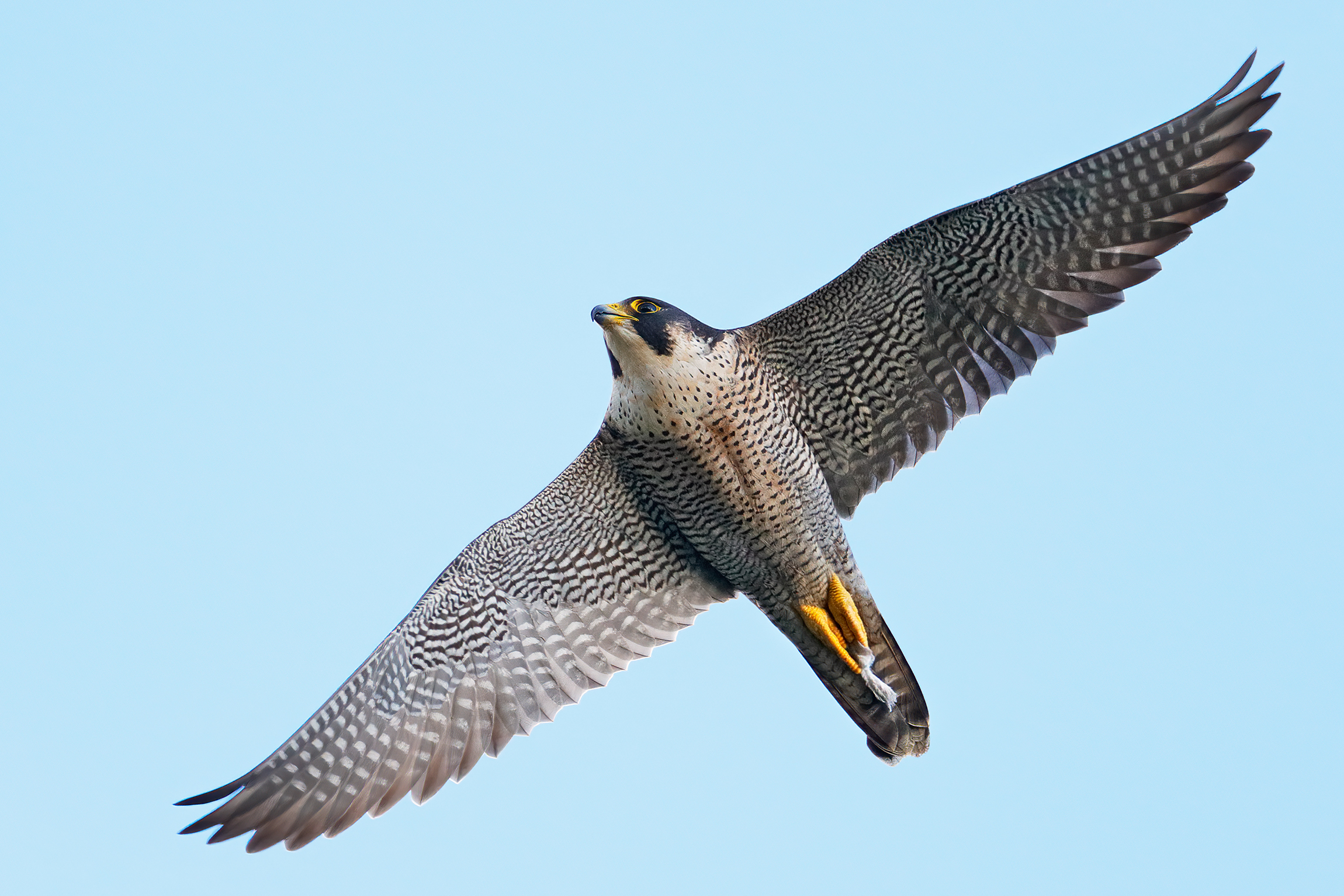 Falco pellegrino - maschio