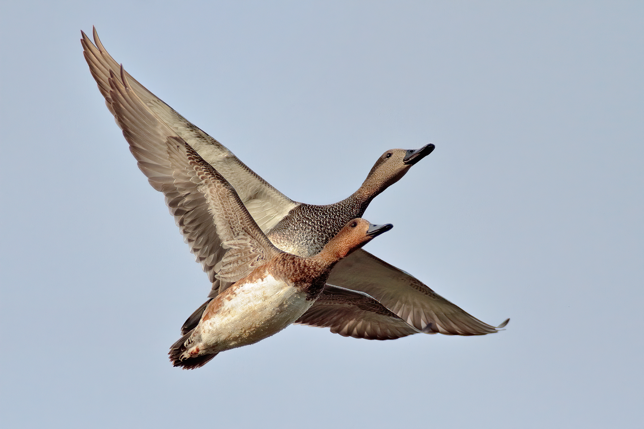 La danza della canapiglia e del fischione