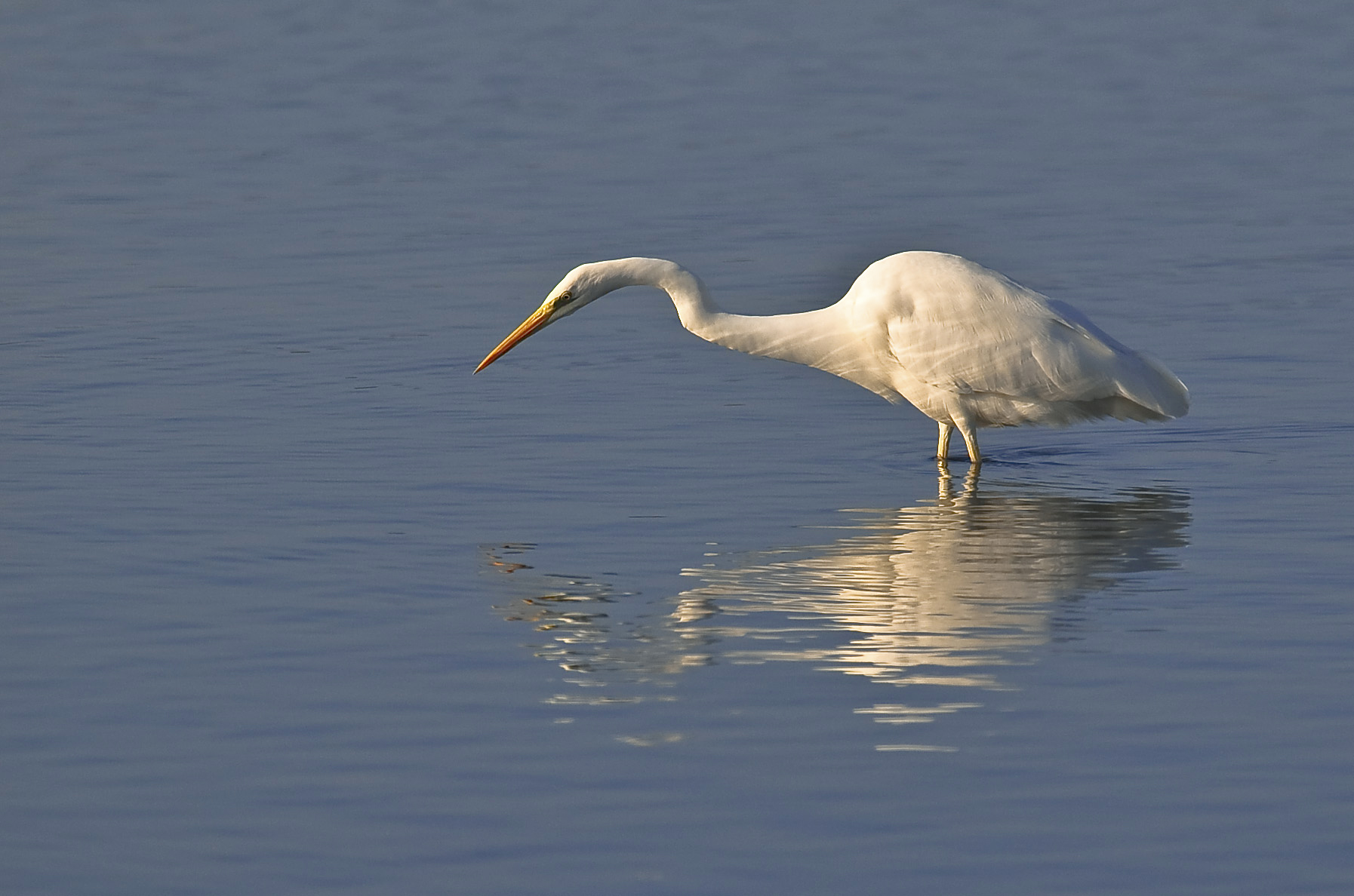White Heron greater