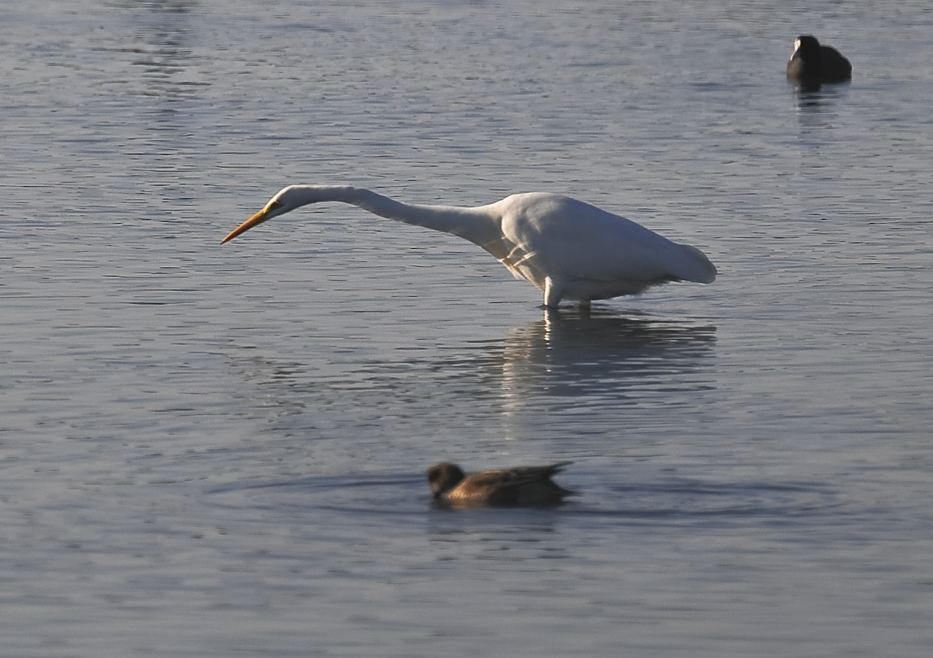 White Heron greater