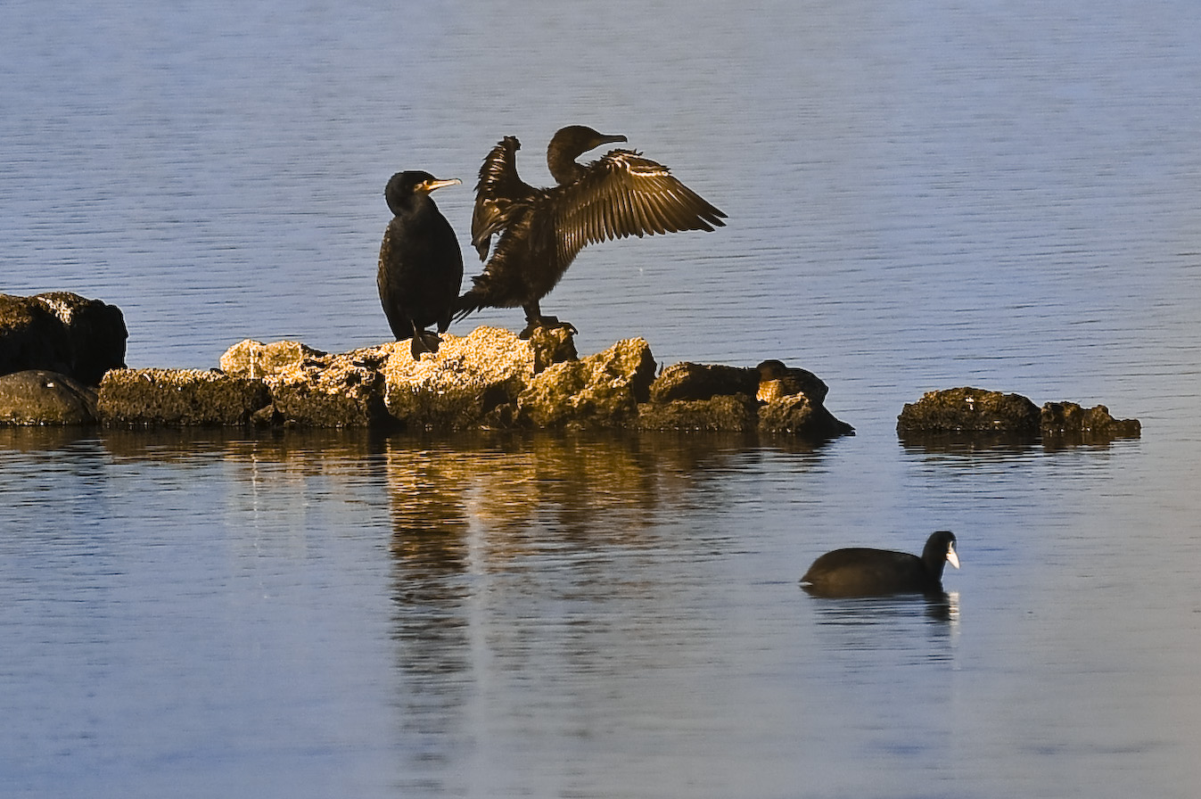 Cormorants & Coot