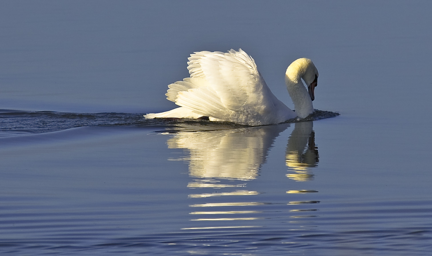 Swan in love