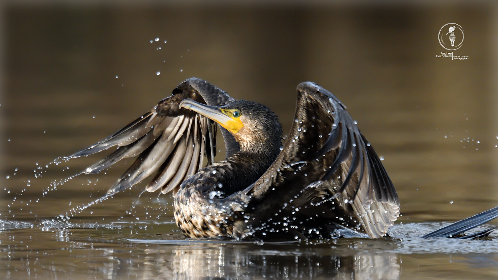 Cormorano - Phalacrocorax carbo