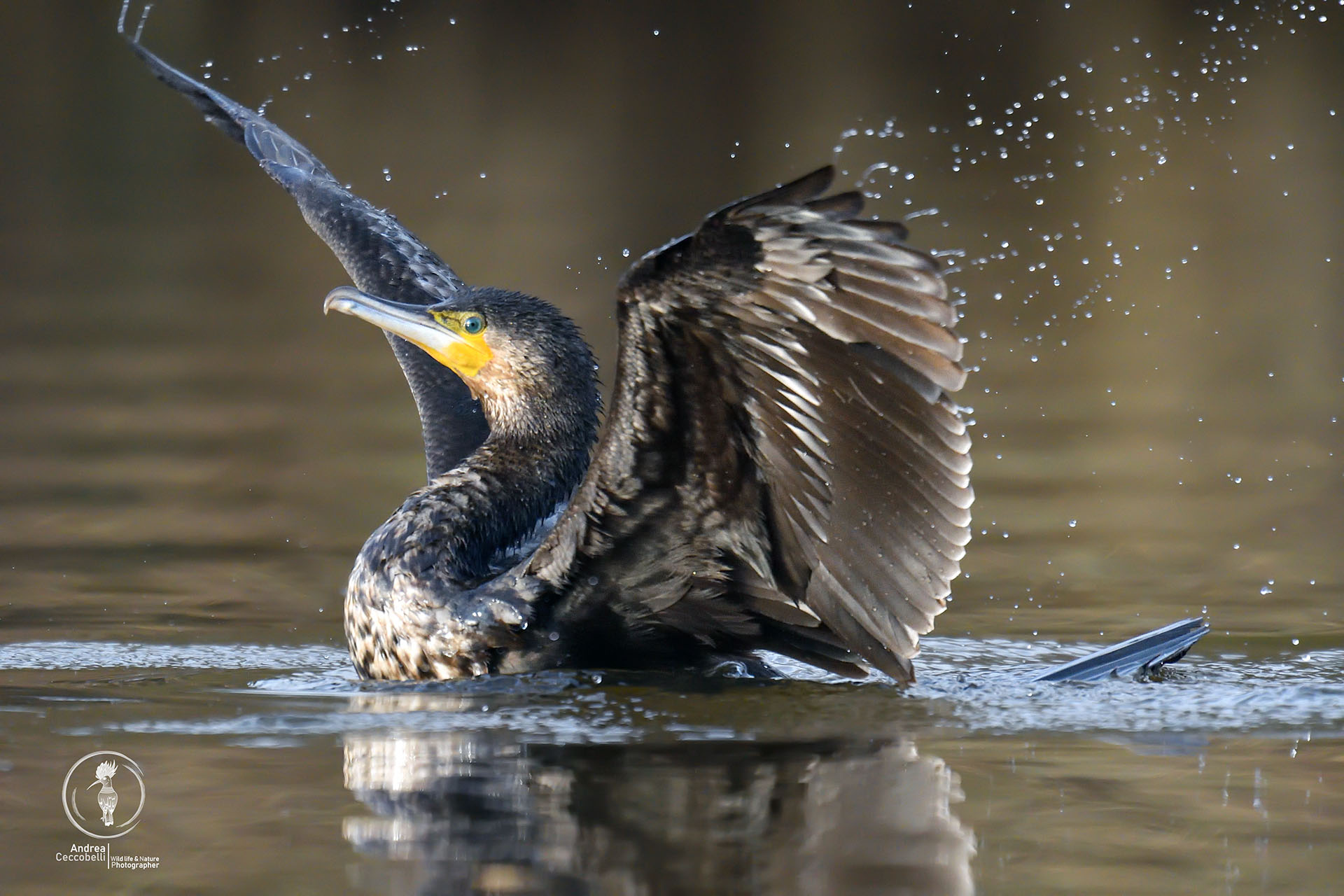 Cormorano - Phalacrocorax carbo