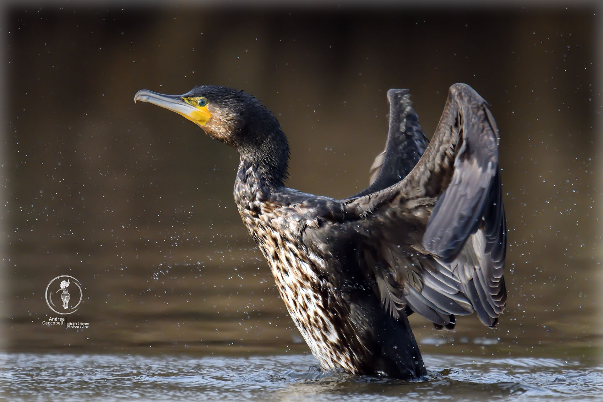 Cormorano - Phalacrocorax carbo