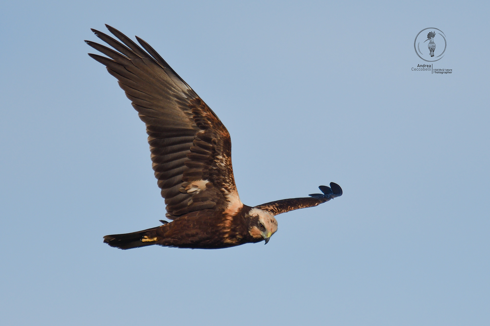 Falco di palude - Circus aeruginosus