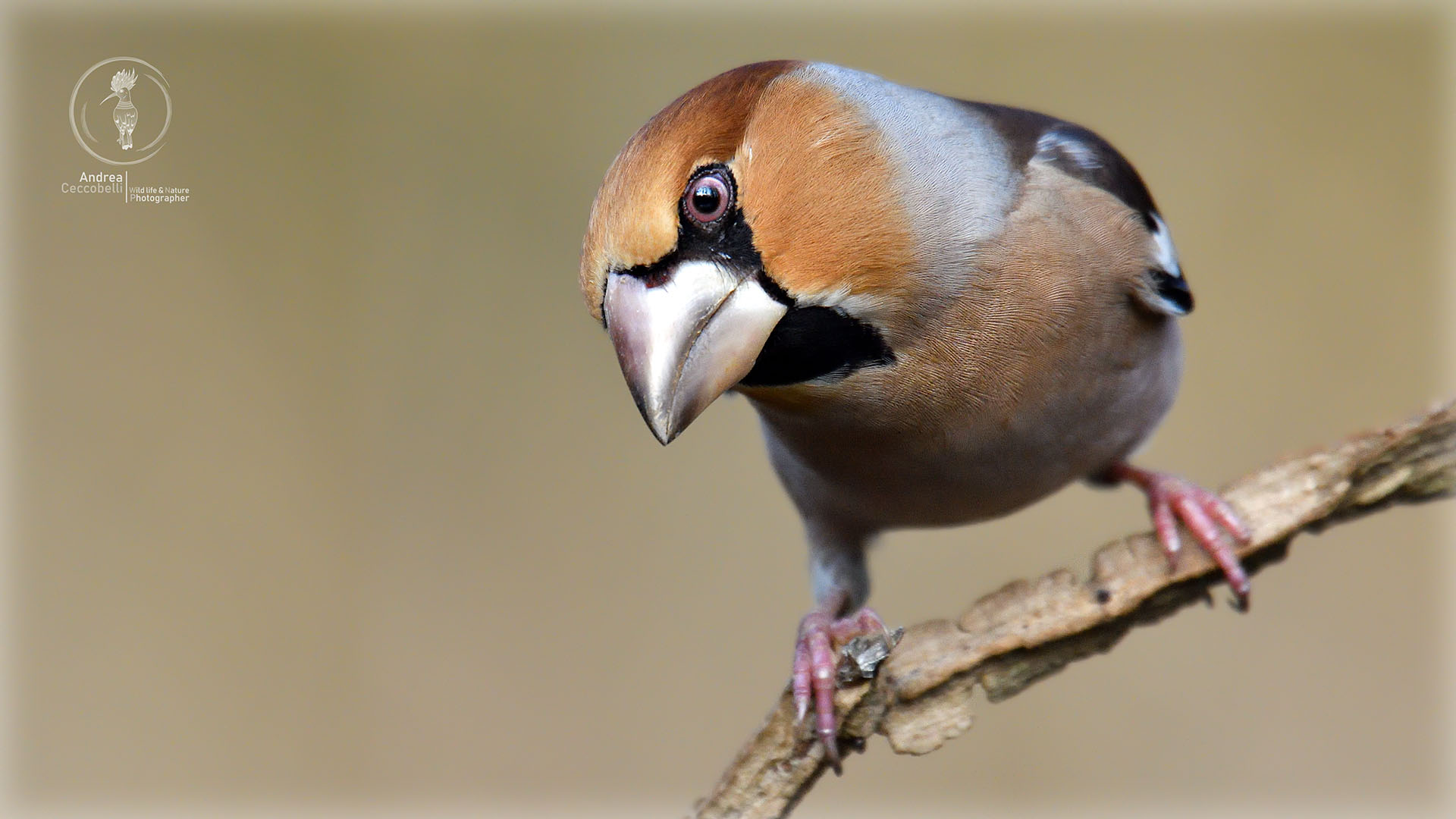 Frosone - Coccothraustes coccothraustes