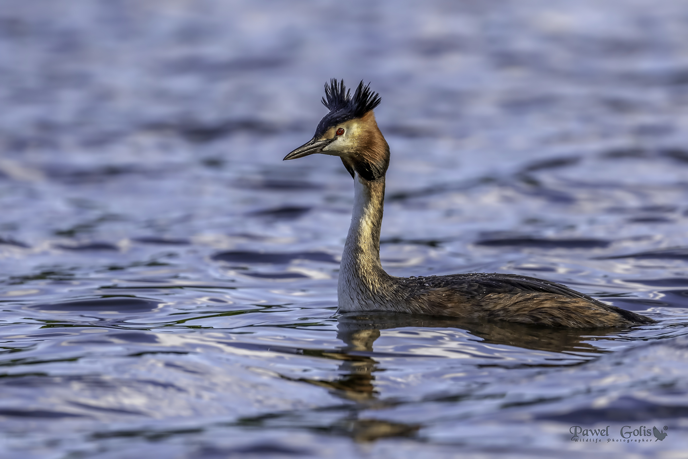 Grande grasso crestato (Podiceps cristatus)