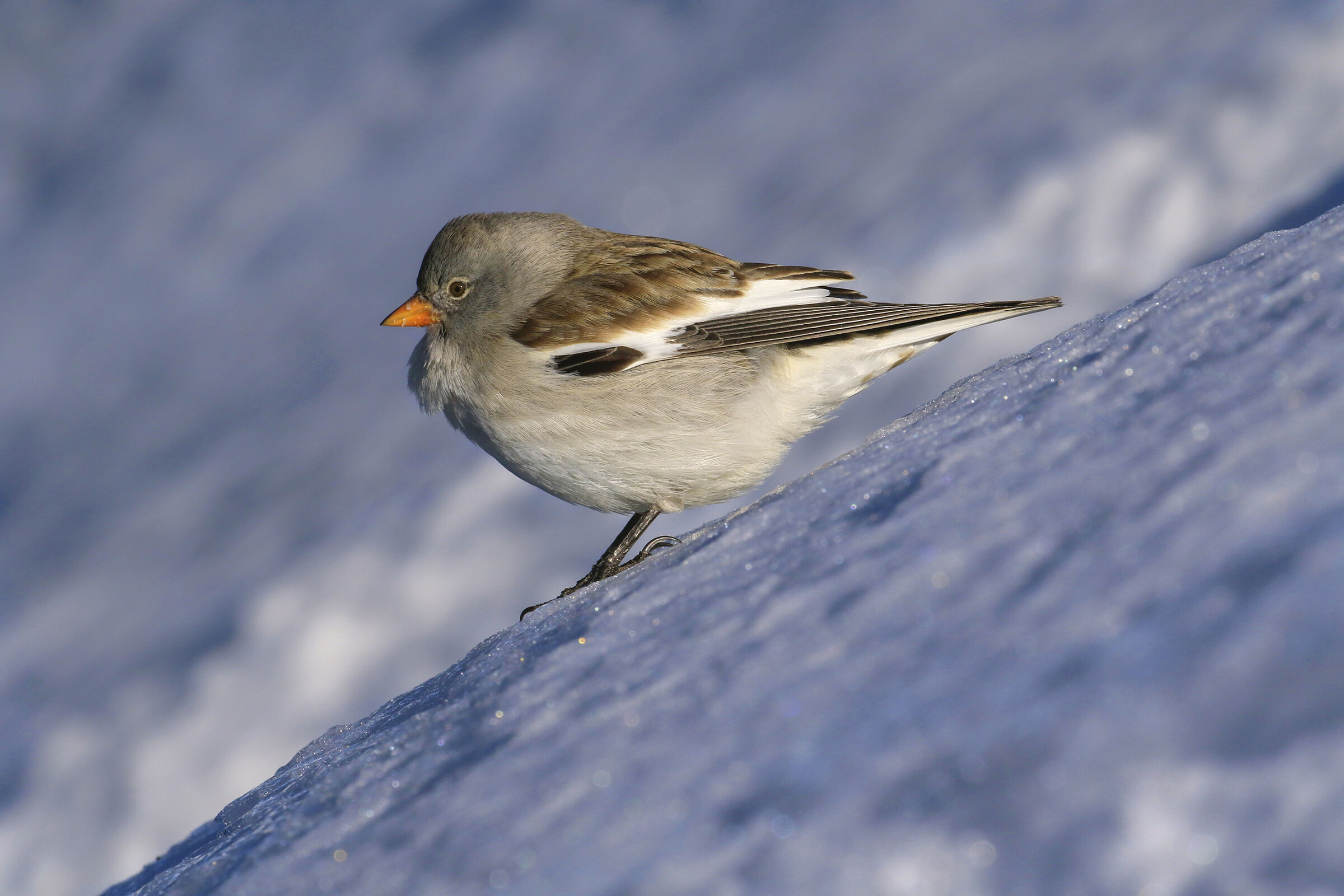 al fringuello alpino piace il ripido