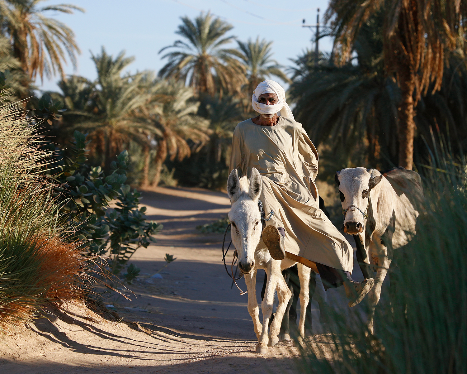 Tombos: Farmer returning from the fields