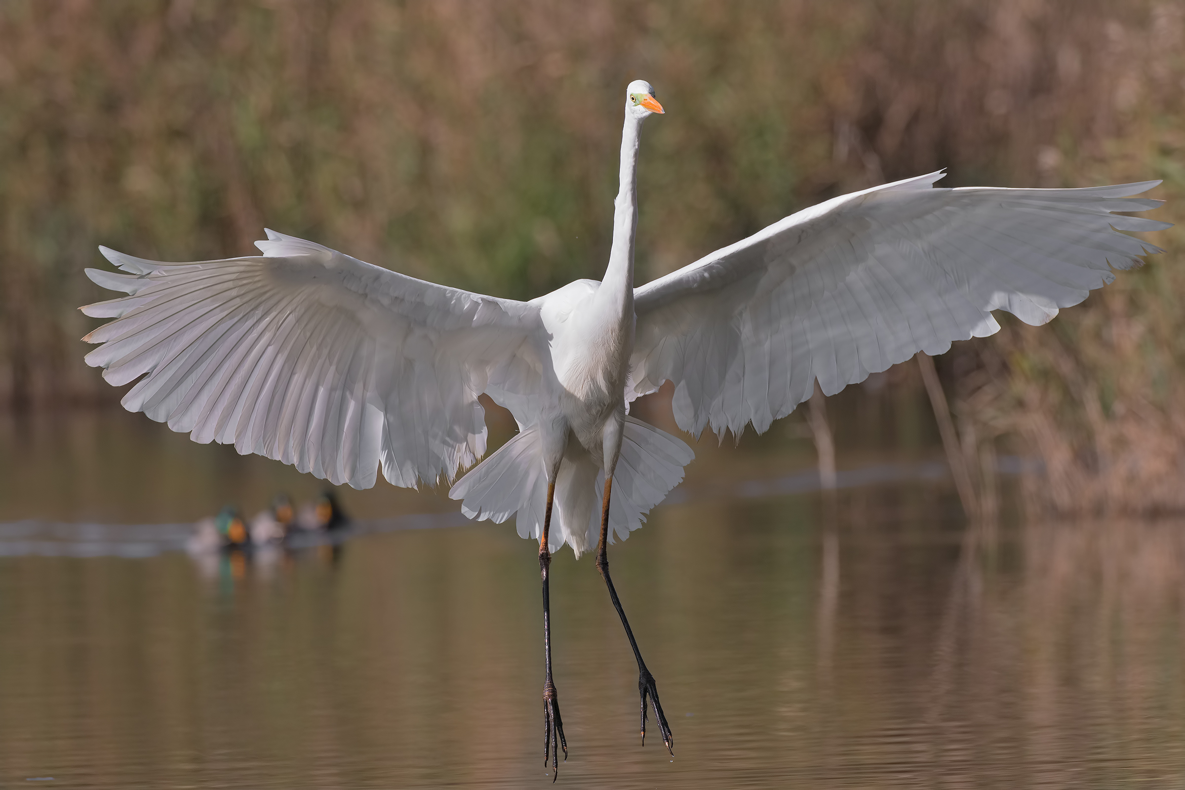 Arrivalooo !!!!!! (Major White Airon)