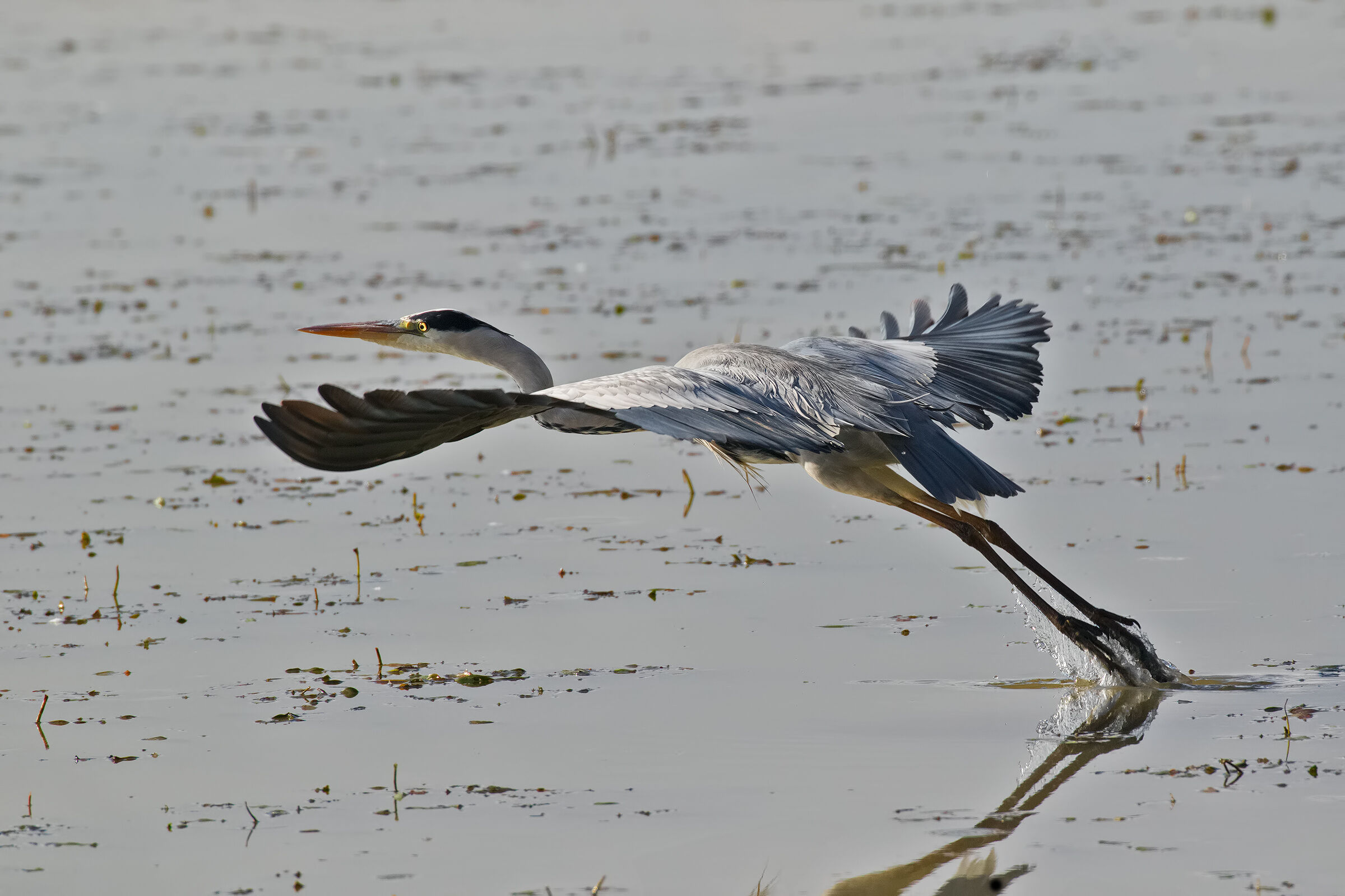 Lo Stacco ( Airone Cenerino)