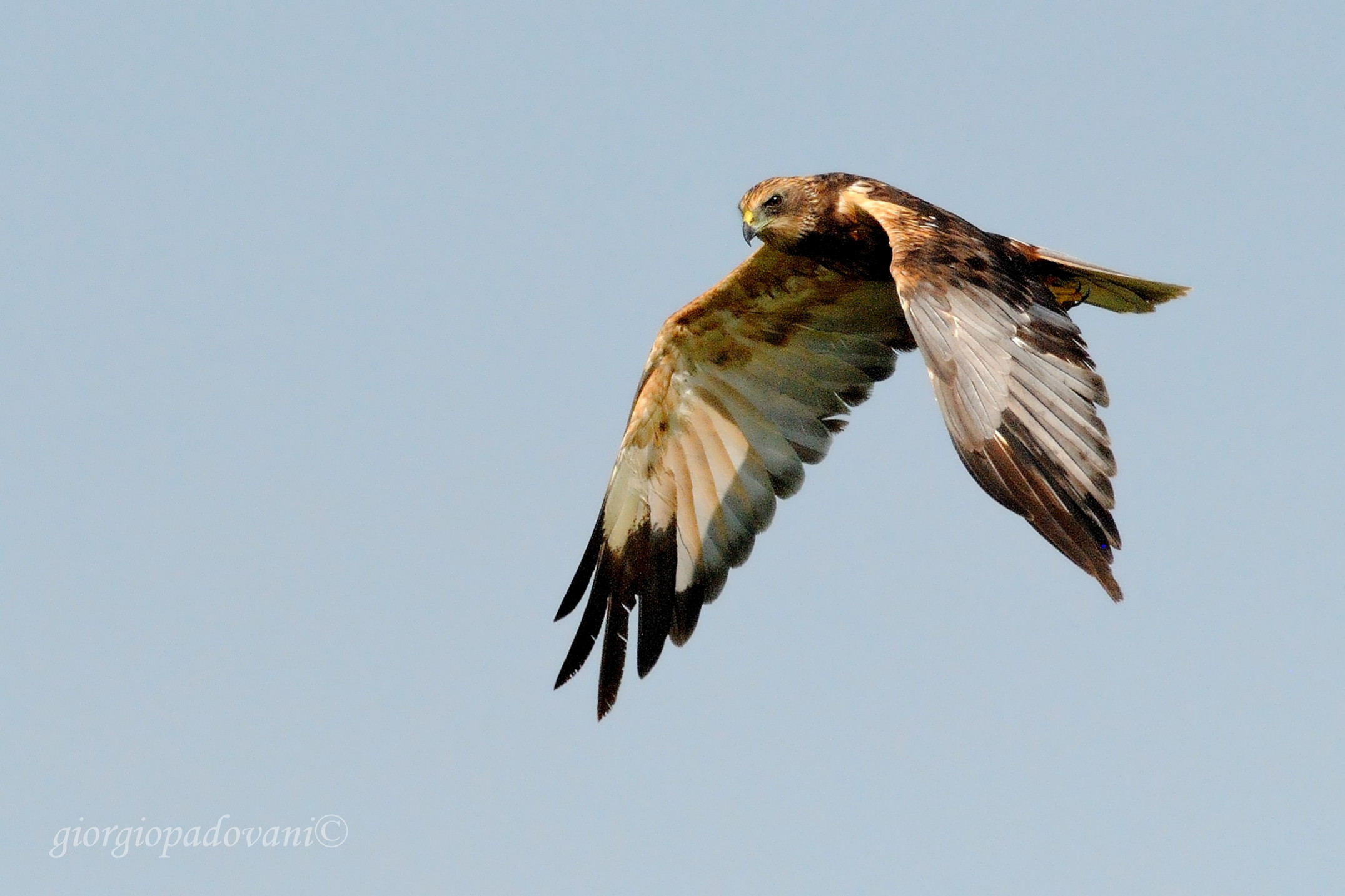 Male Marsh Falcon