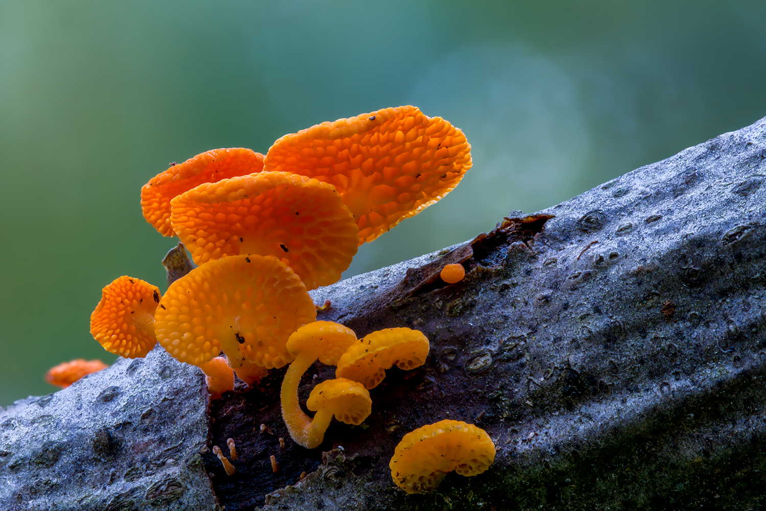Favolaschia calocera