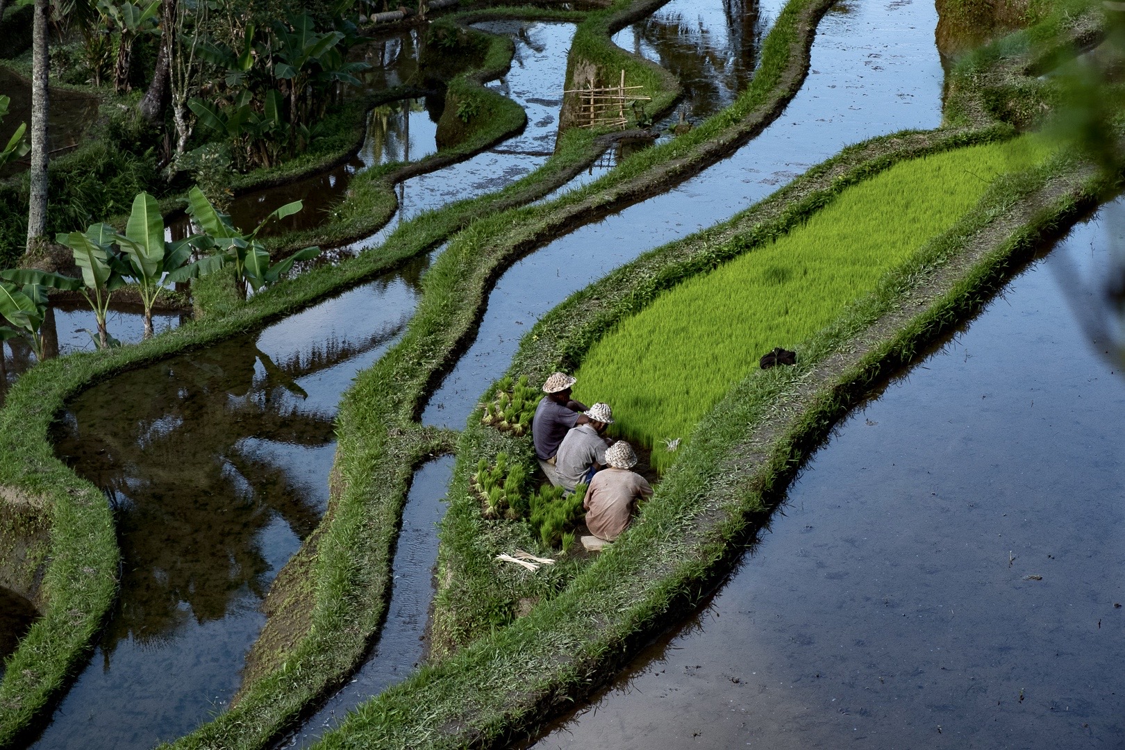 Le risaie di Ubud