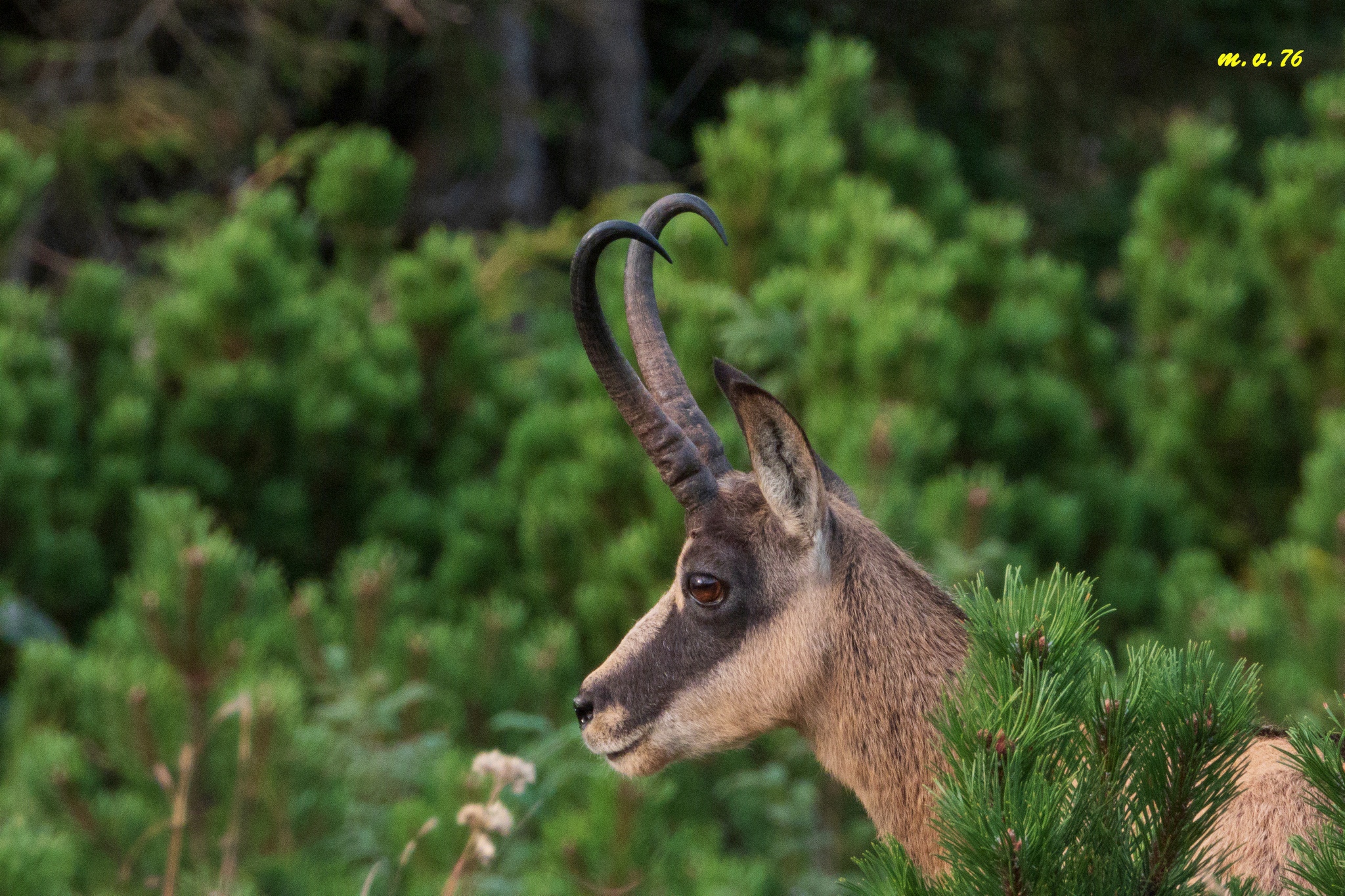 Camoscio - Rupicapra rupicapra
