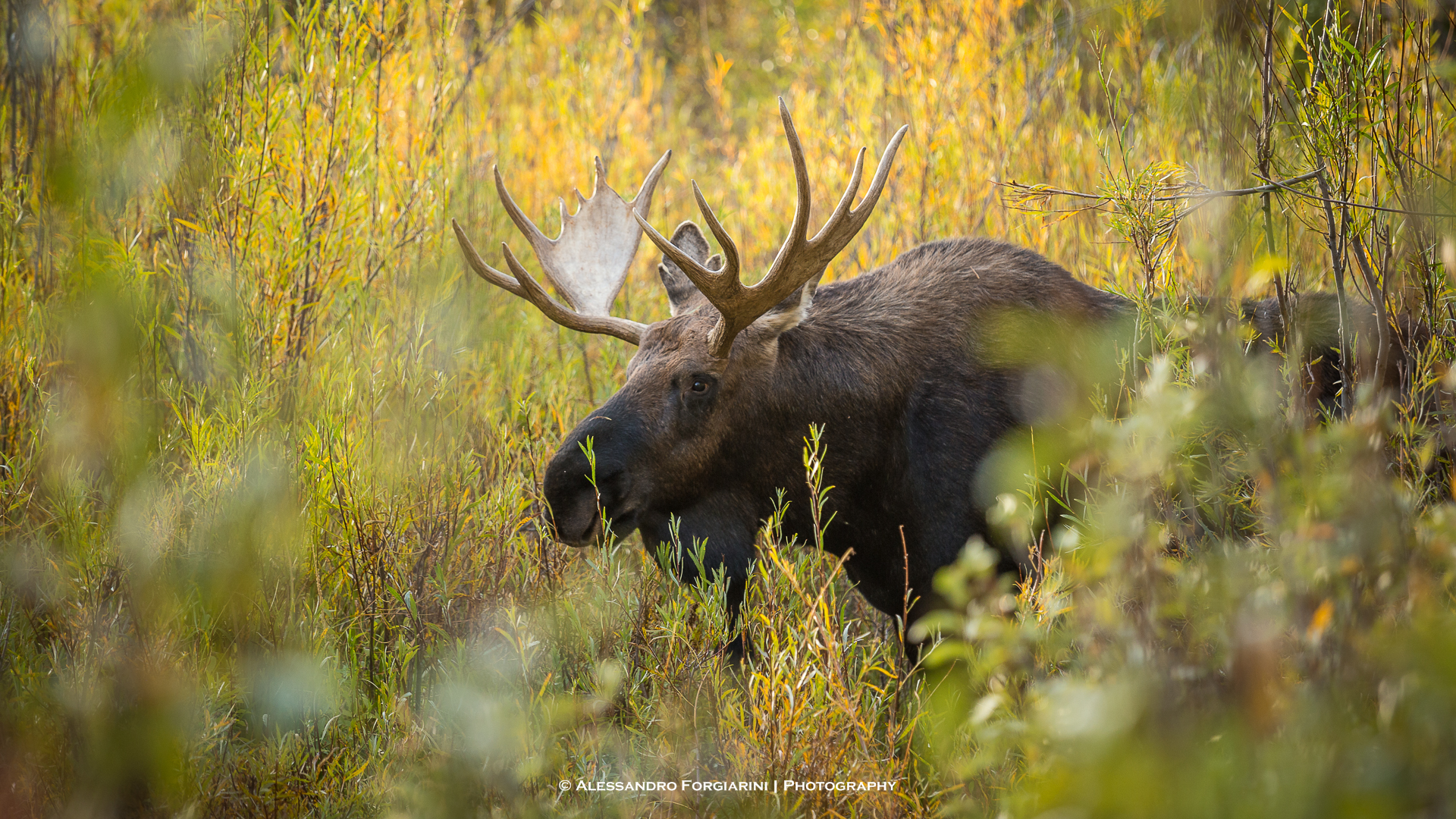Moose