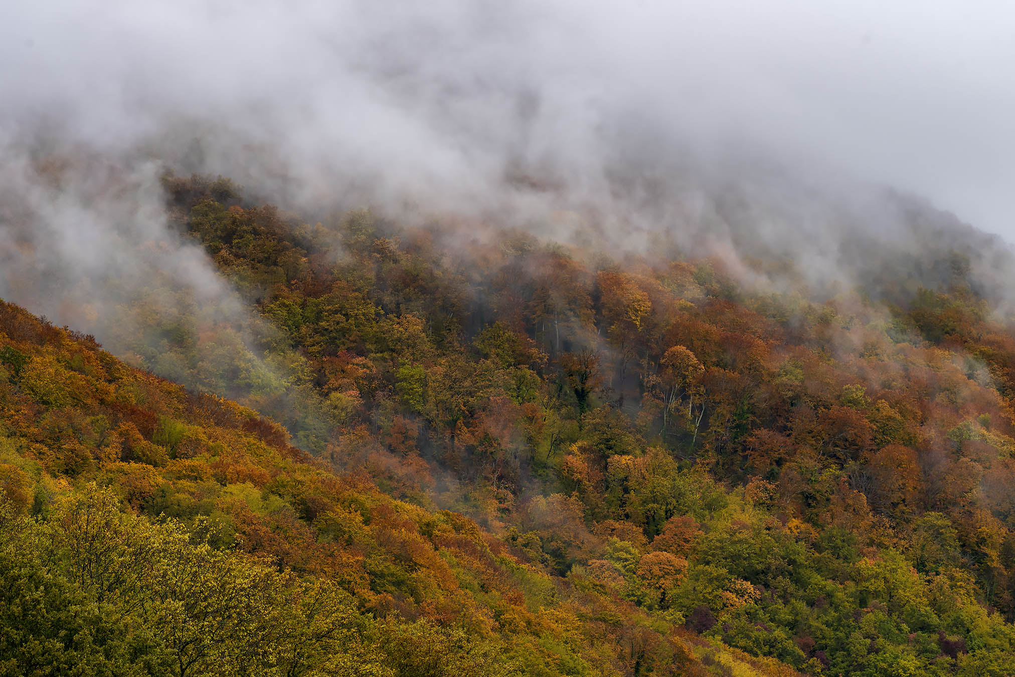 Fog on the slopes of the Leaf
