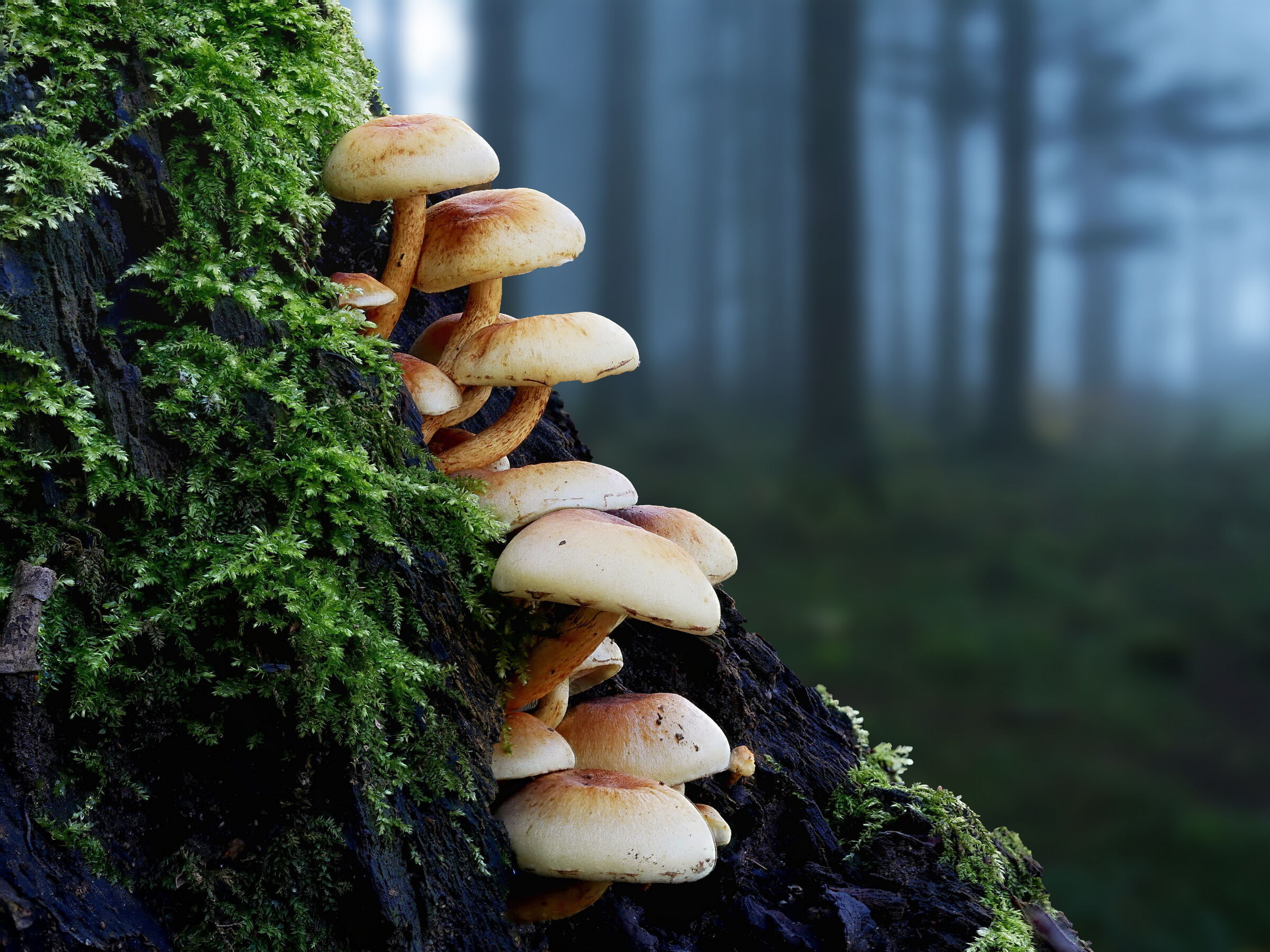 I funghi nel bosco