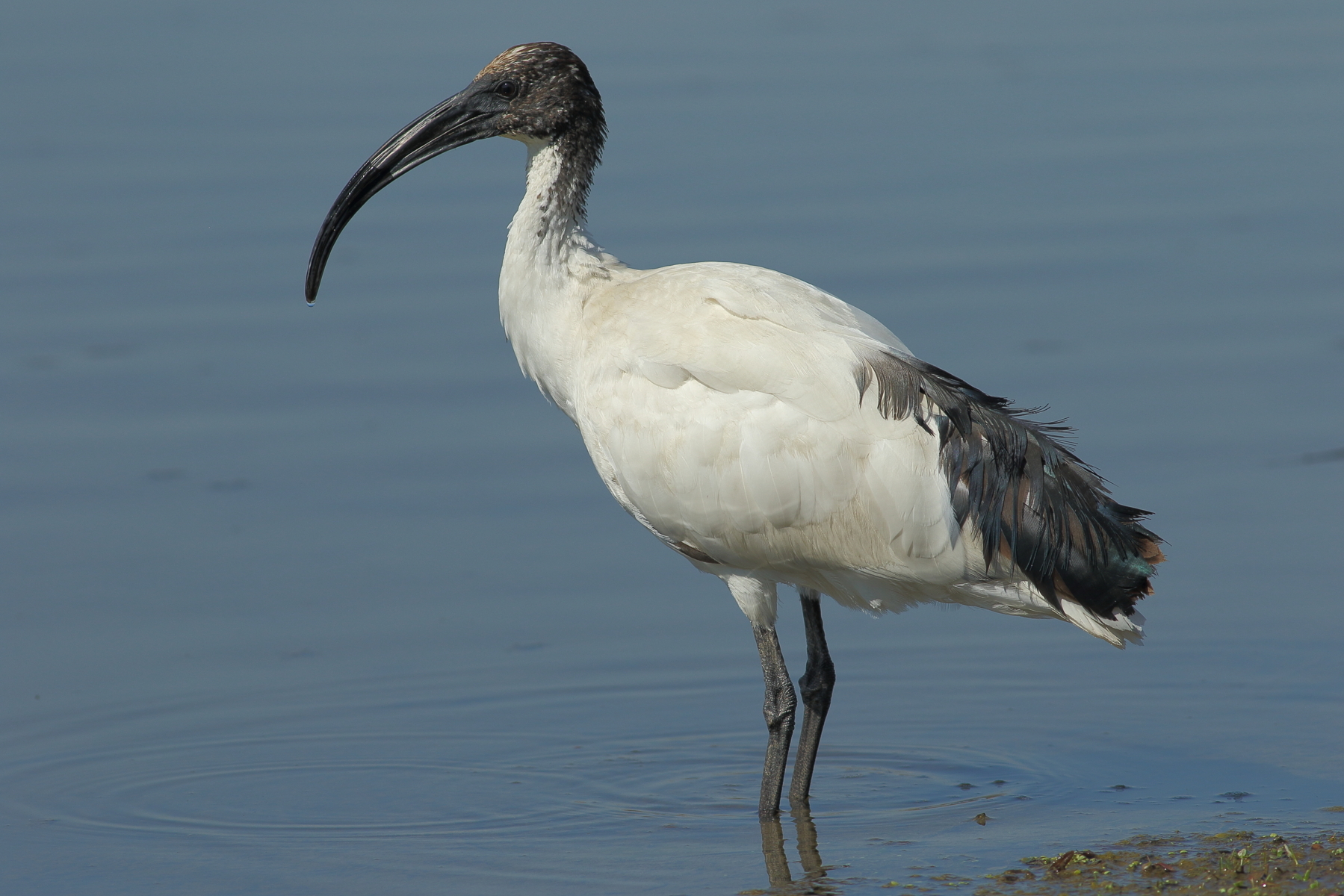 sacred ibis