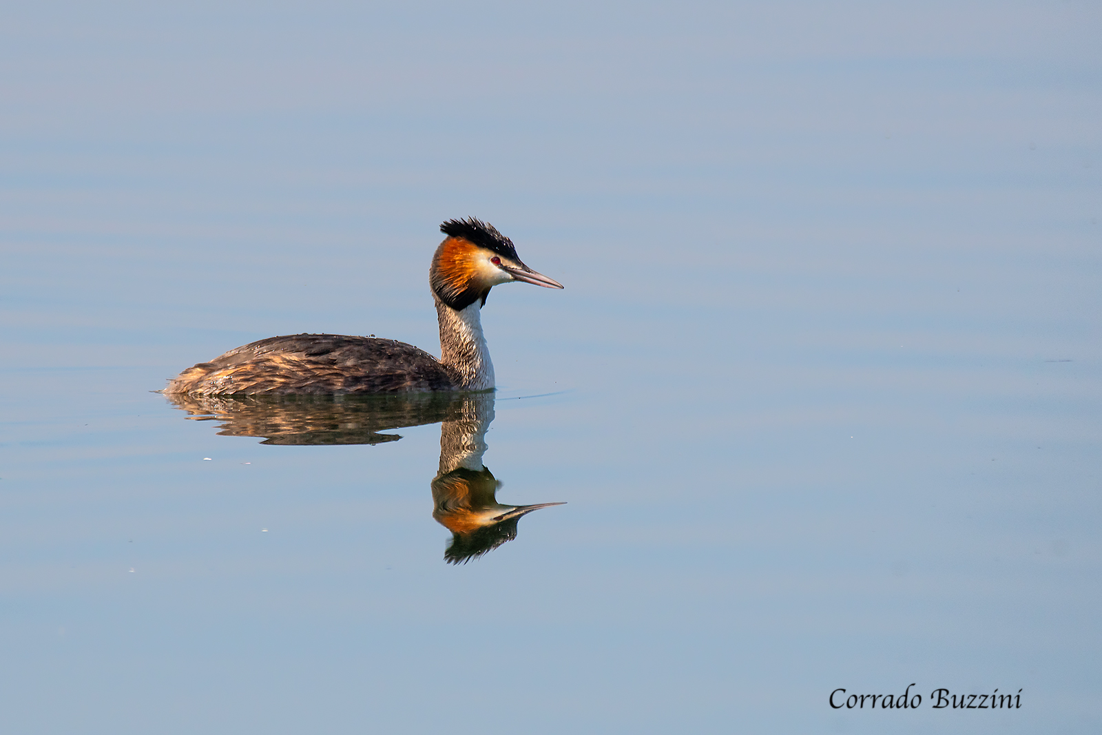Grebe