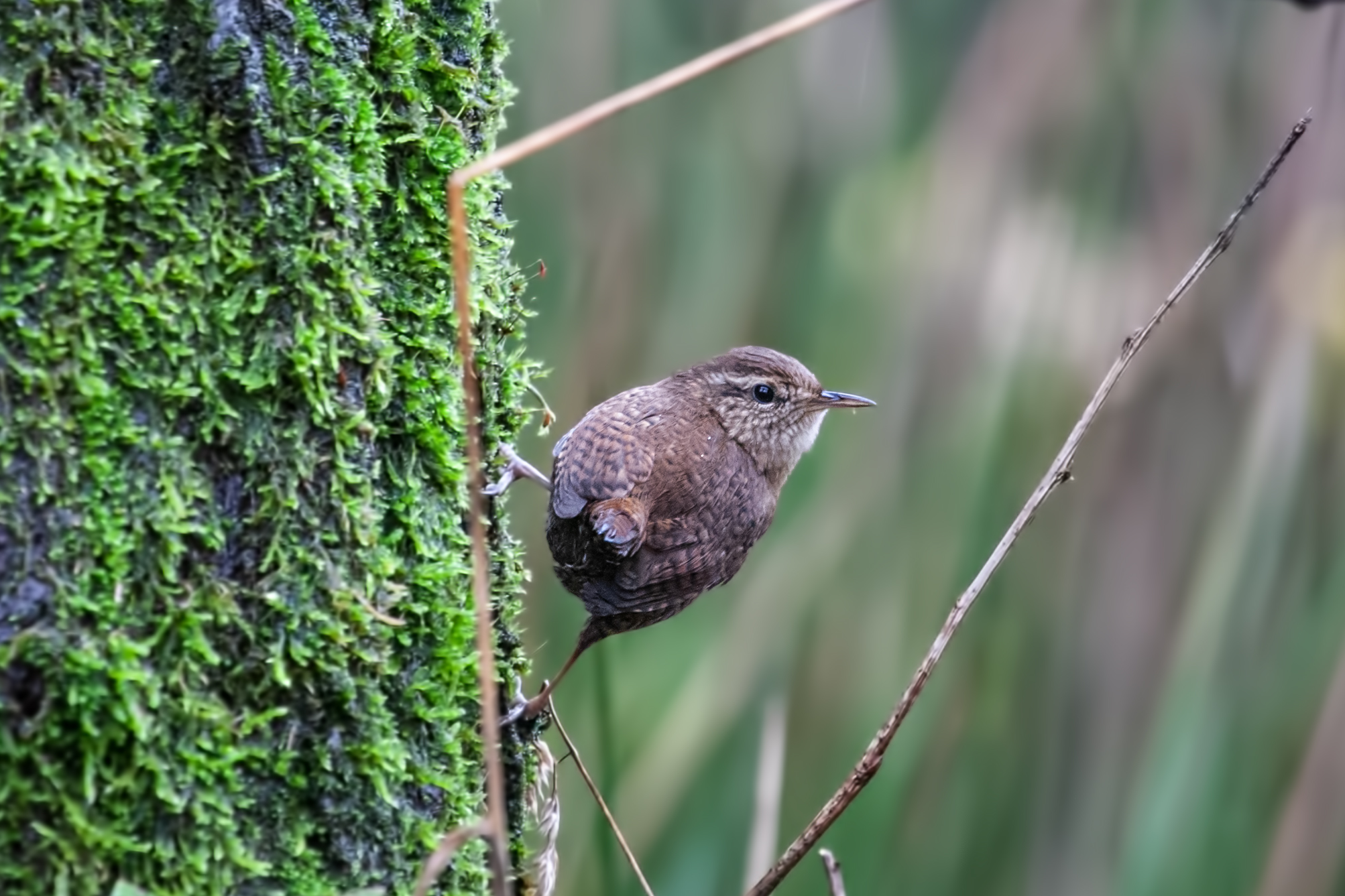 Wren