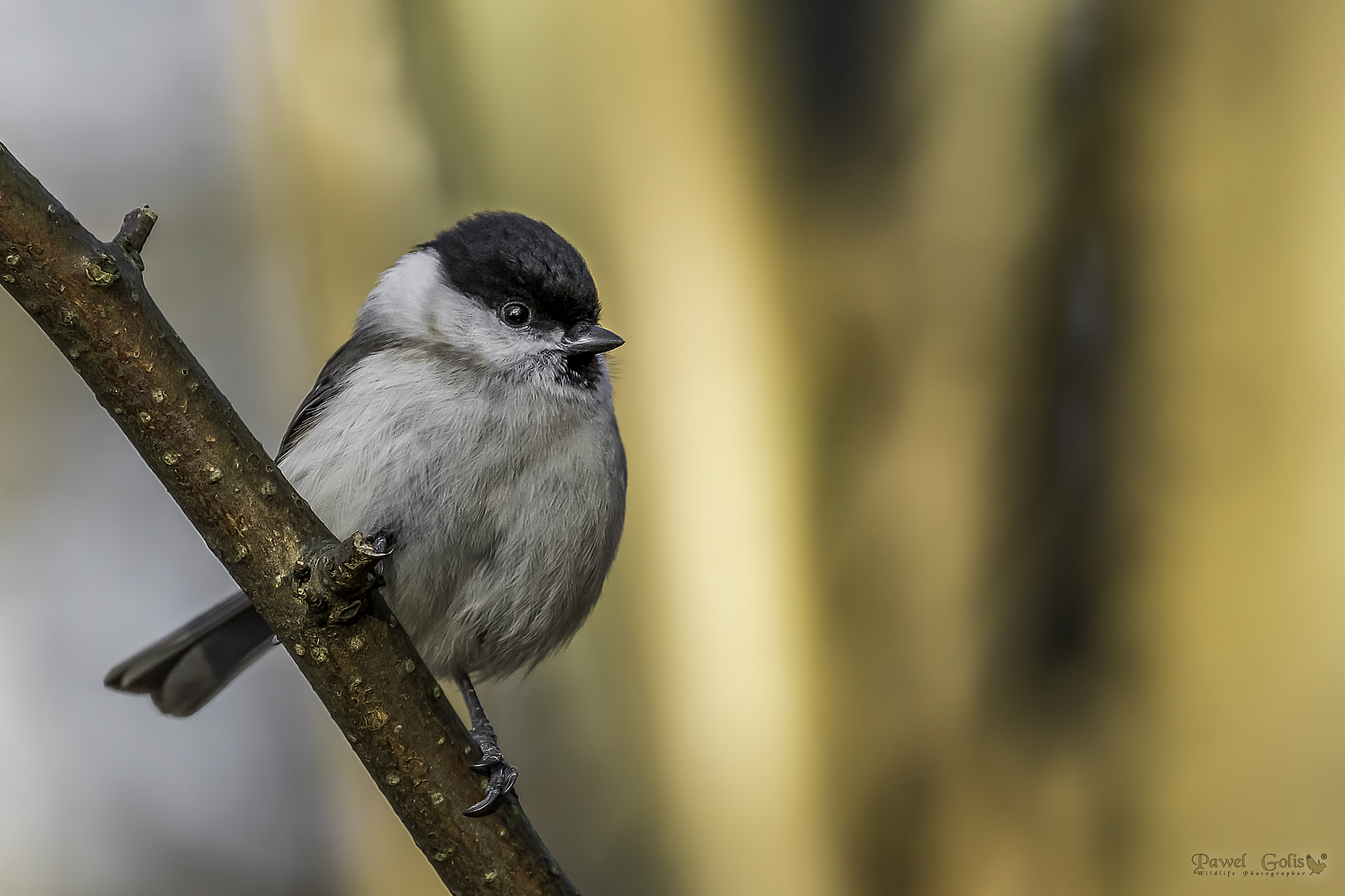 Tit di salice (Parus montanus)