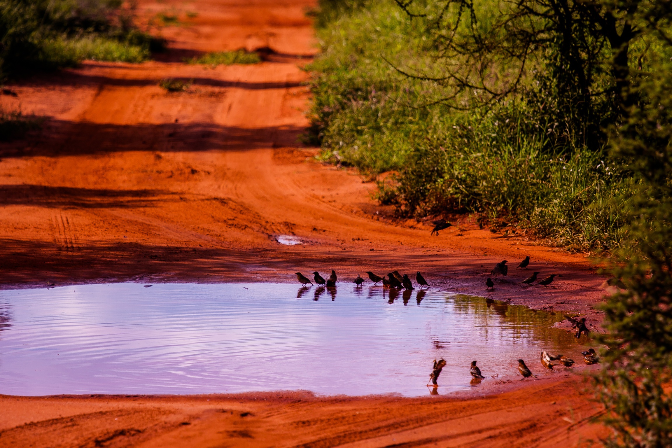 Kenya | Tsavo East