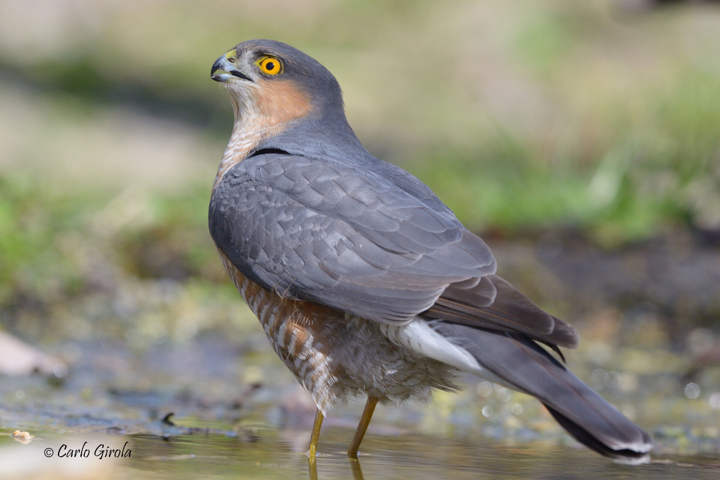 Sparviero (Accipiter nisus)