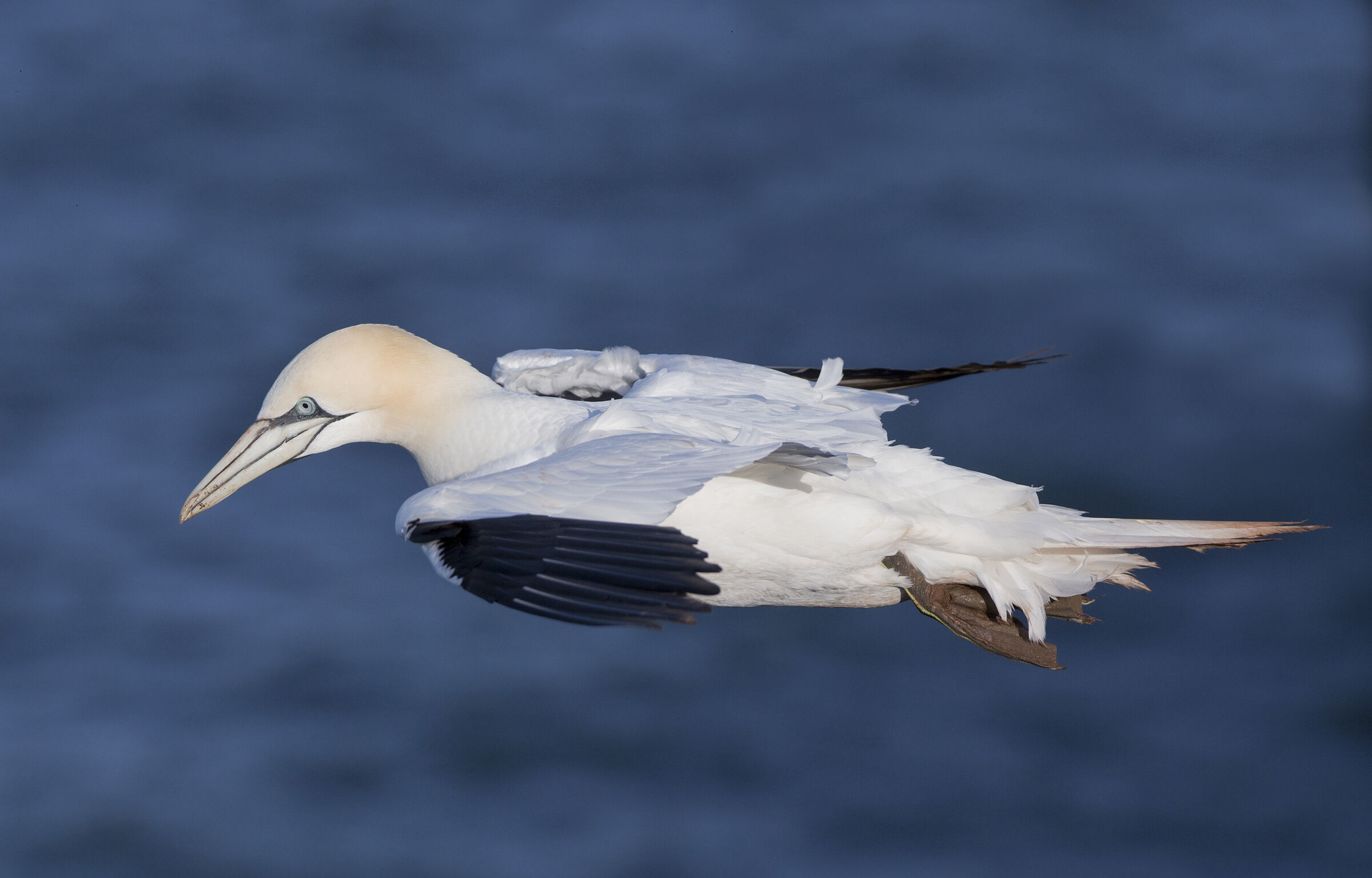 sula floats in the wind