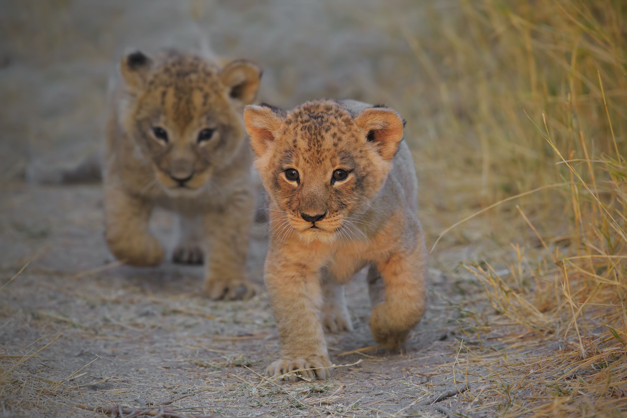 LionCubs