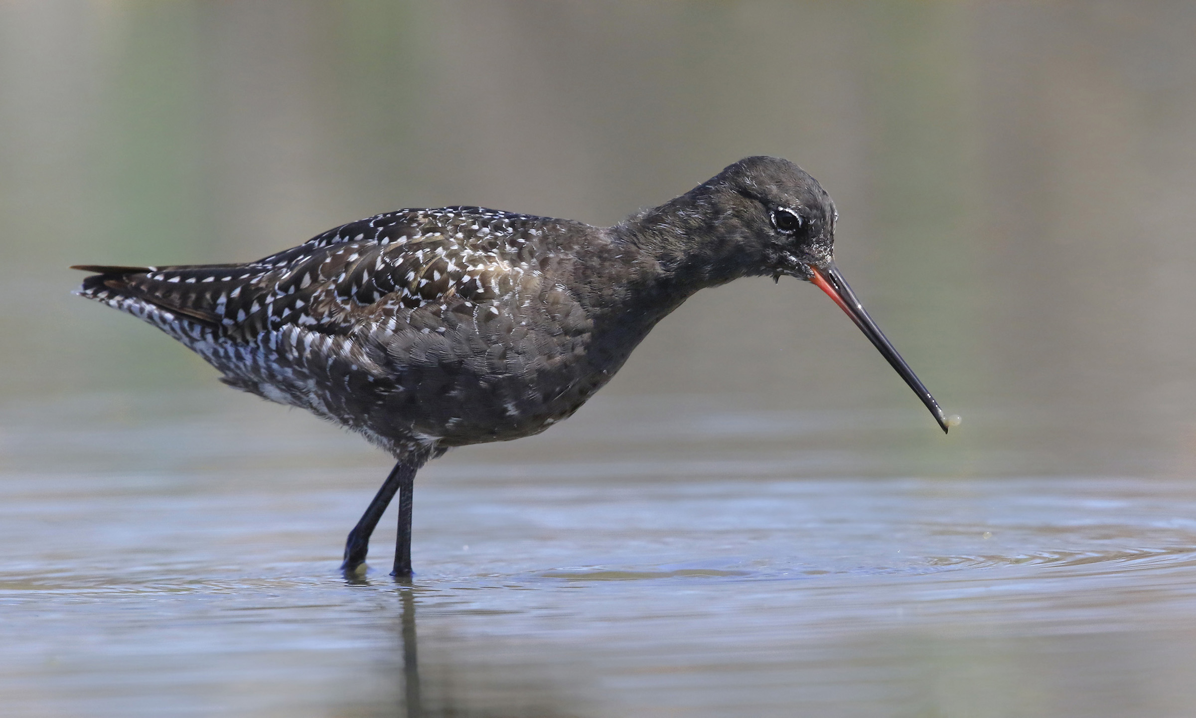 Moorish totano in dress