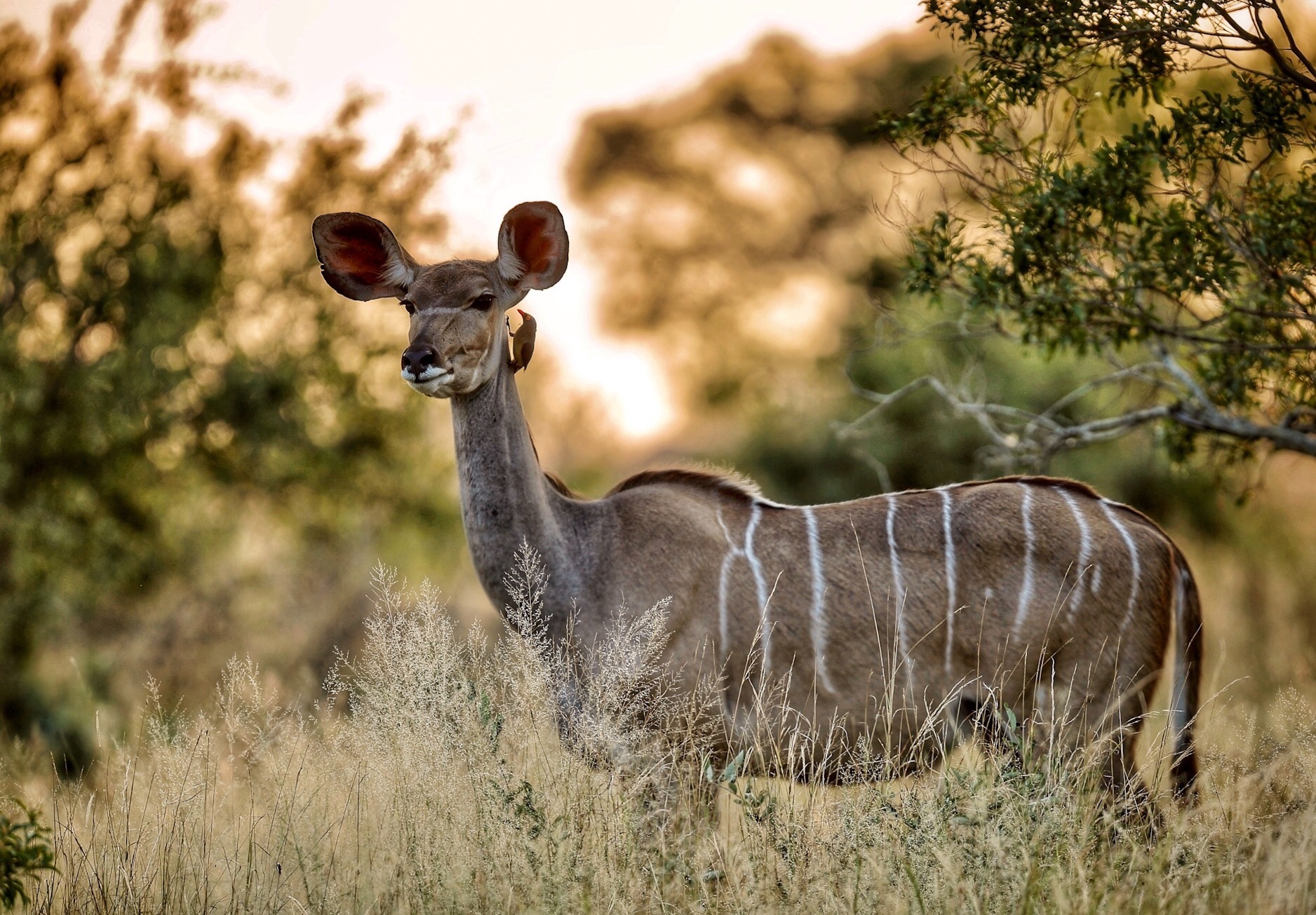 Female Kudu