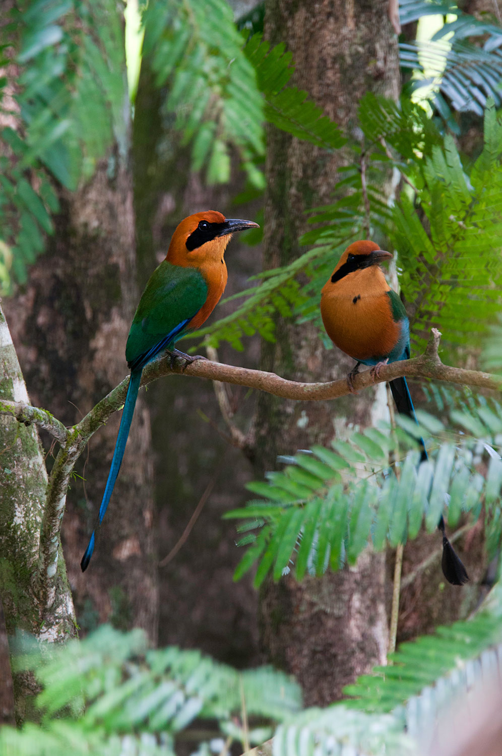 Maschio e femmina di Motmot beccolargo