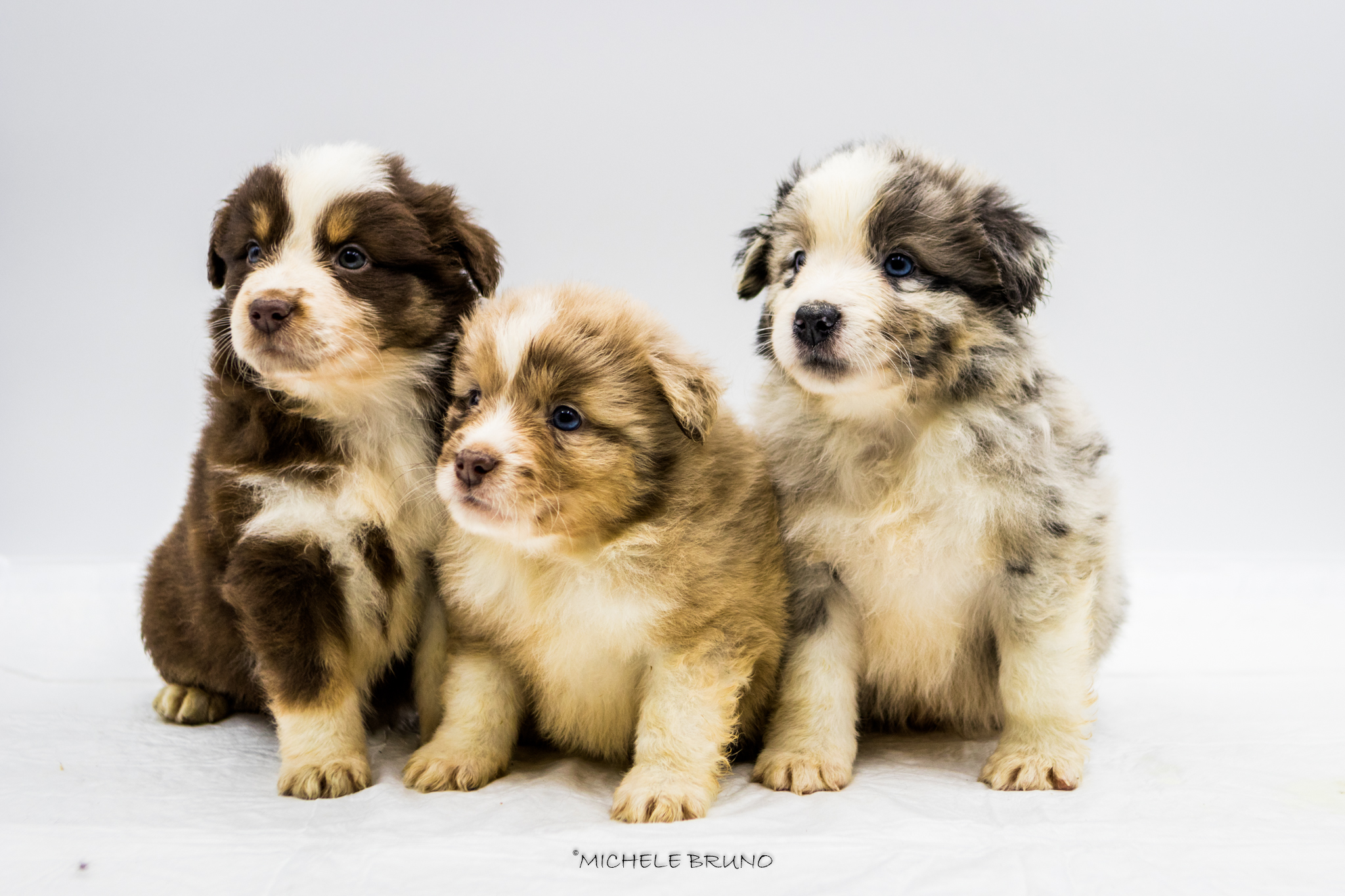 Mini Australian Sheperd