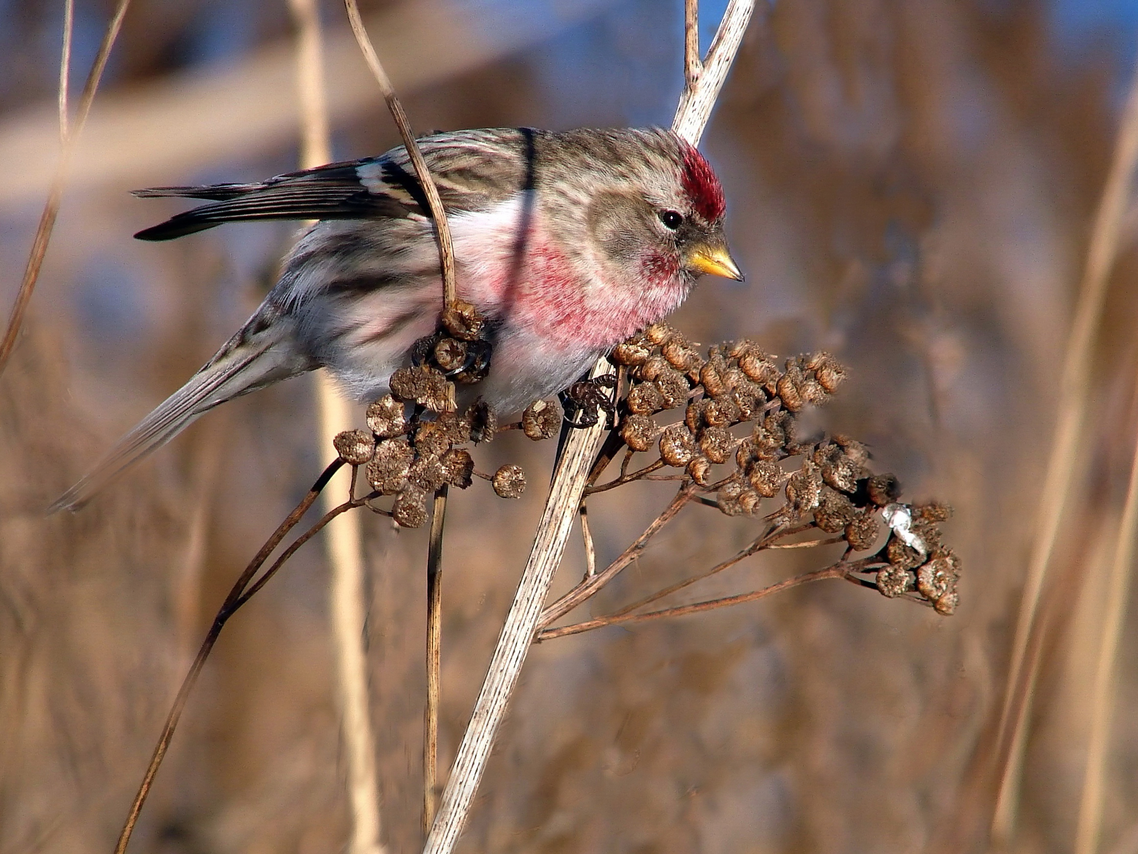 Czeczotka (Carduelis flammea)