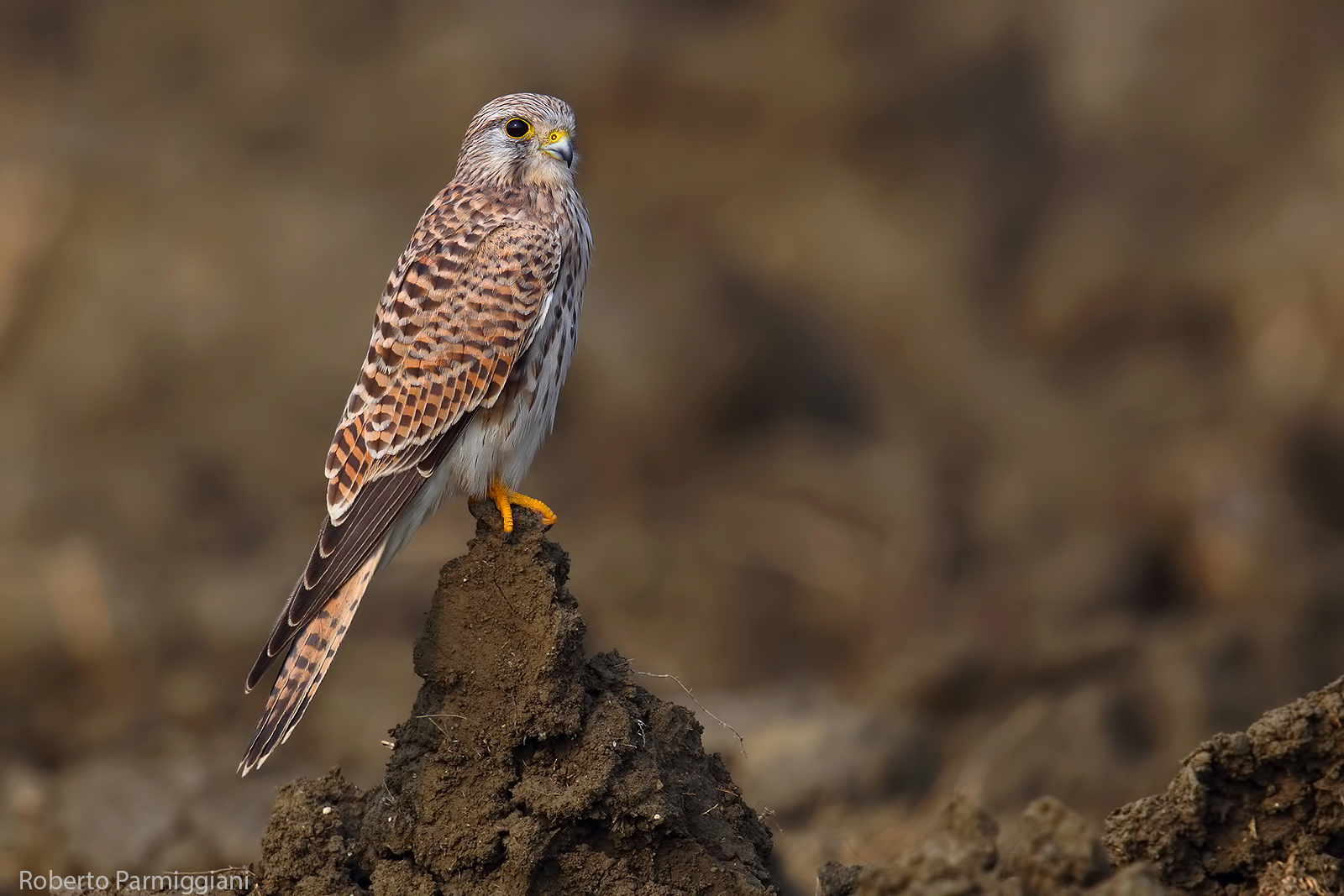 Gheppio me ploughing