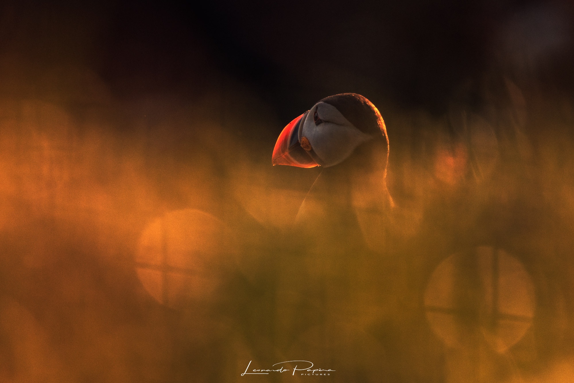 Waiting for Its Love