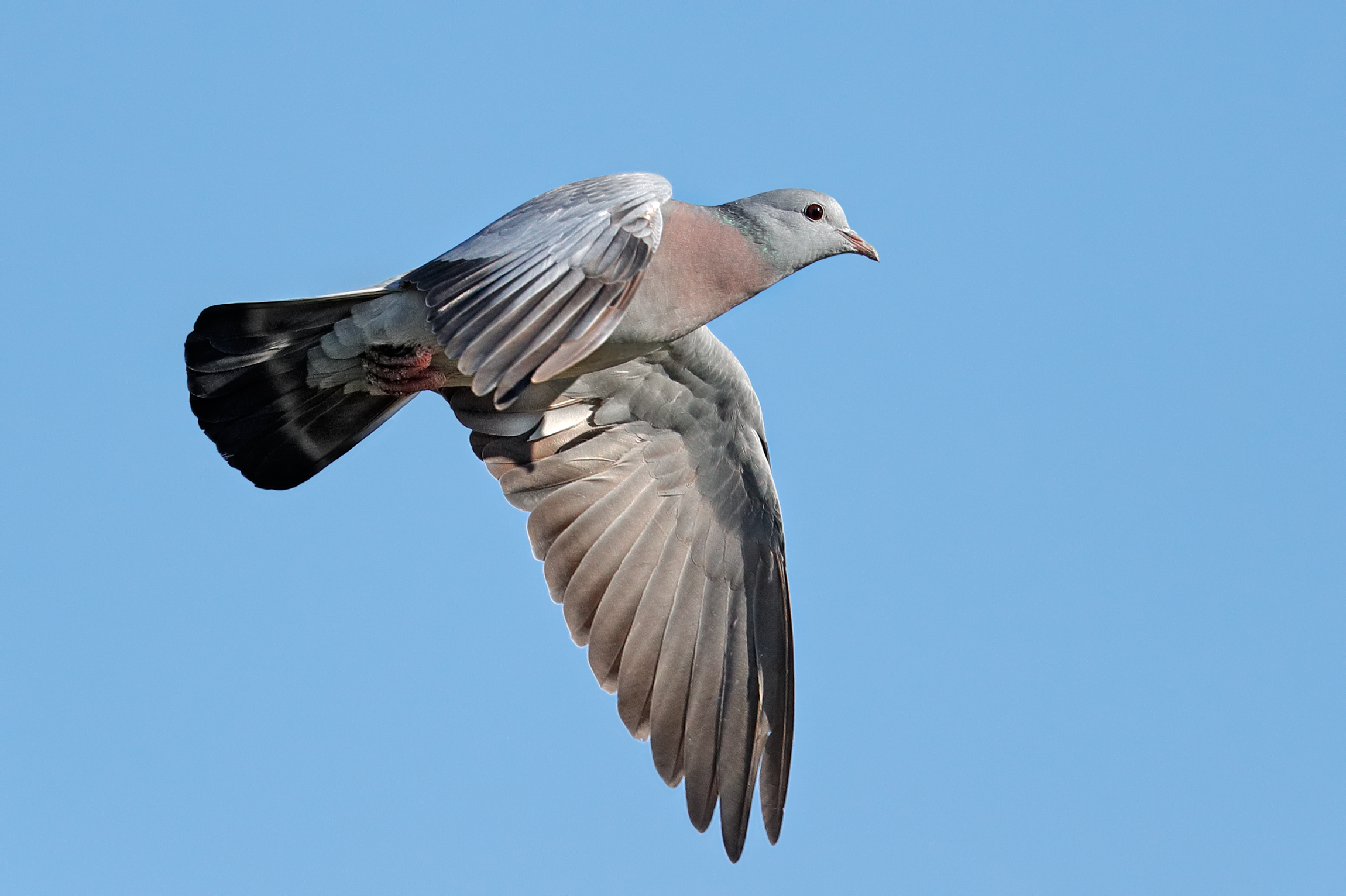 Colombella, Colombella