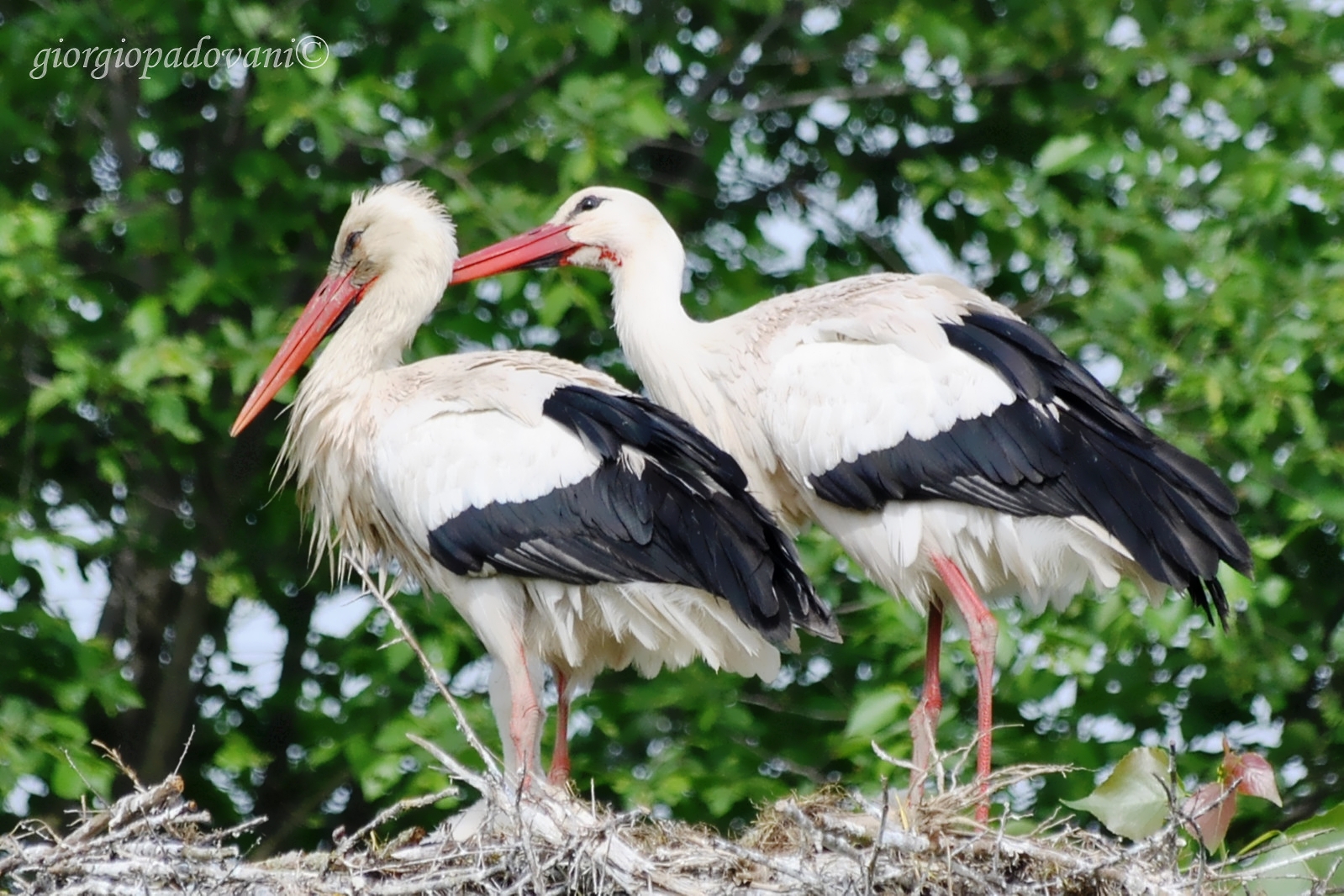 Cuddles between White Storks