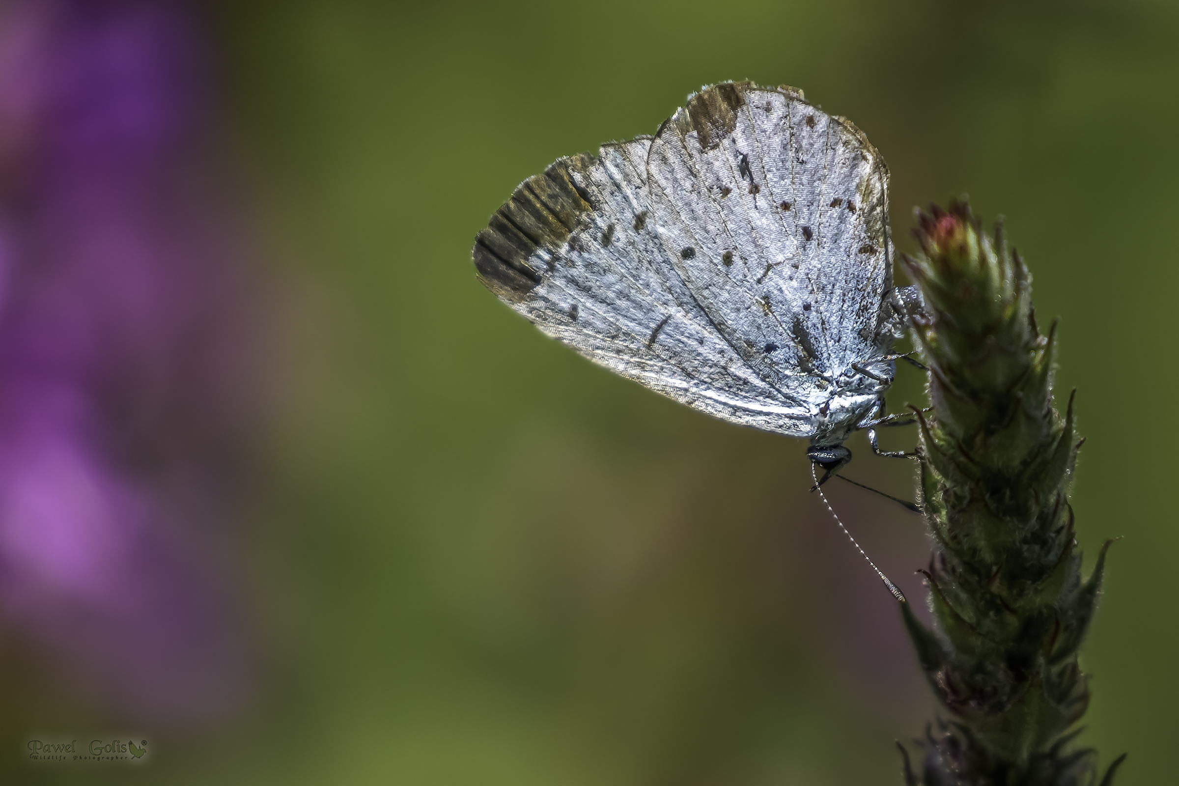 Blu agrifoglio (Celastrina argiolus)