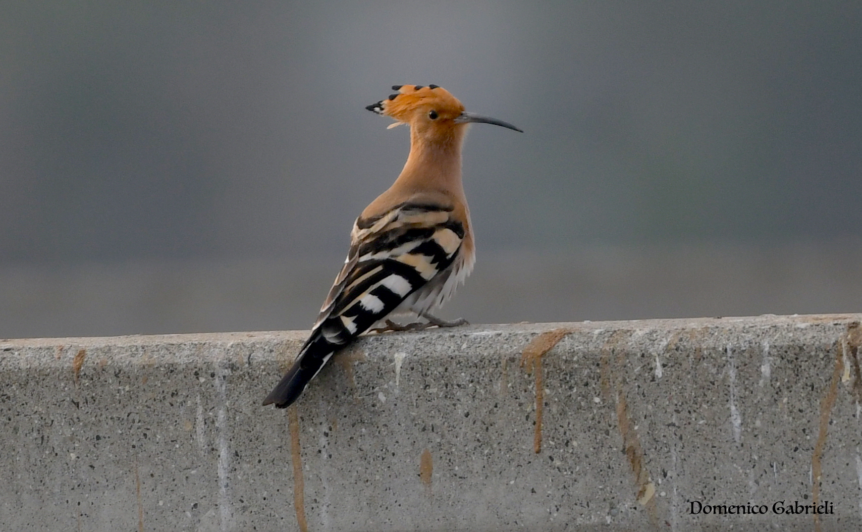 Hoopoe