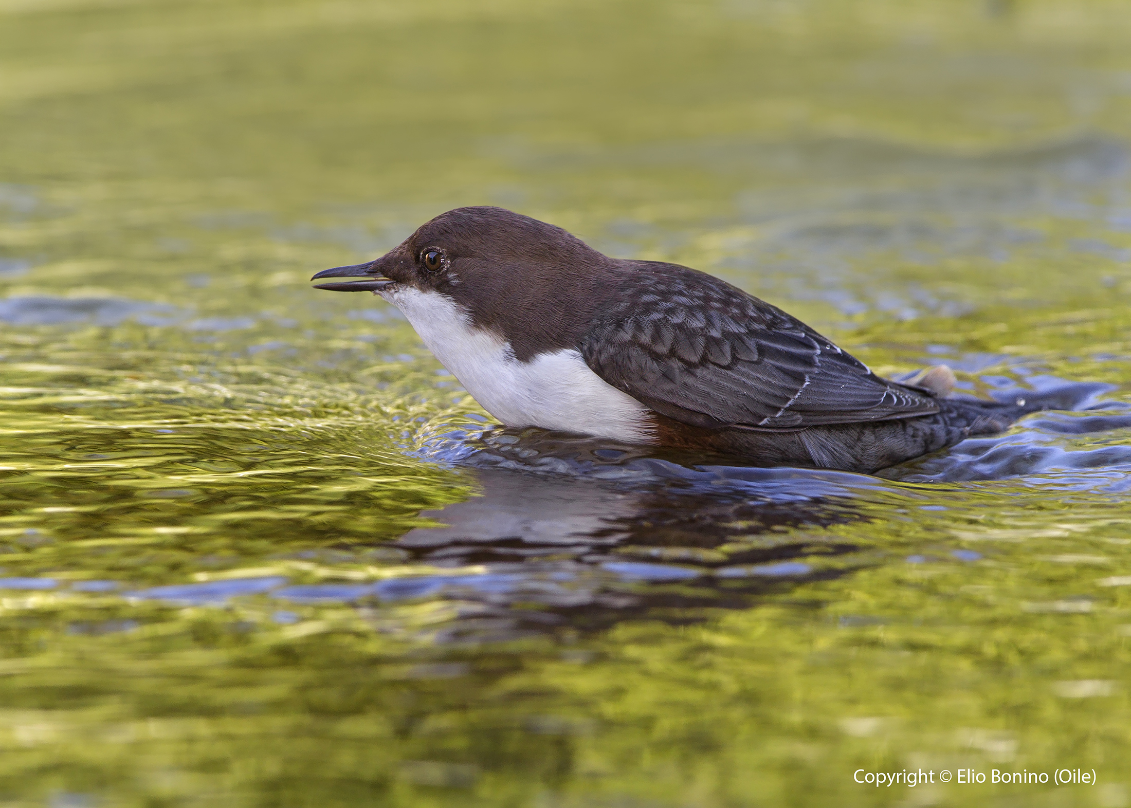 Dipper (Cinclus cinclus)
