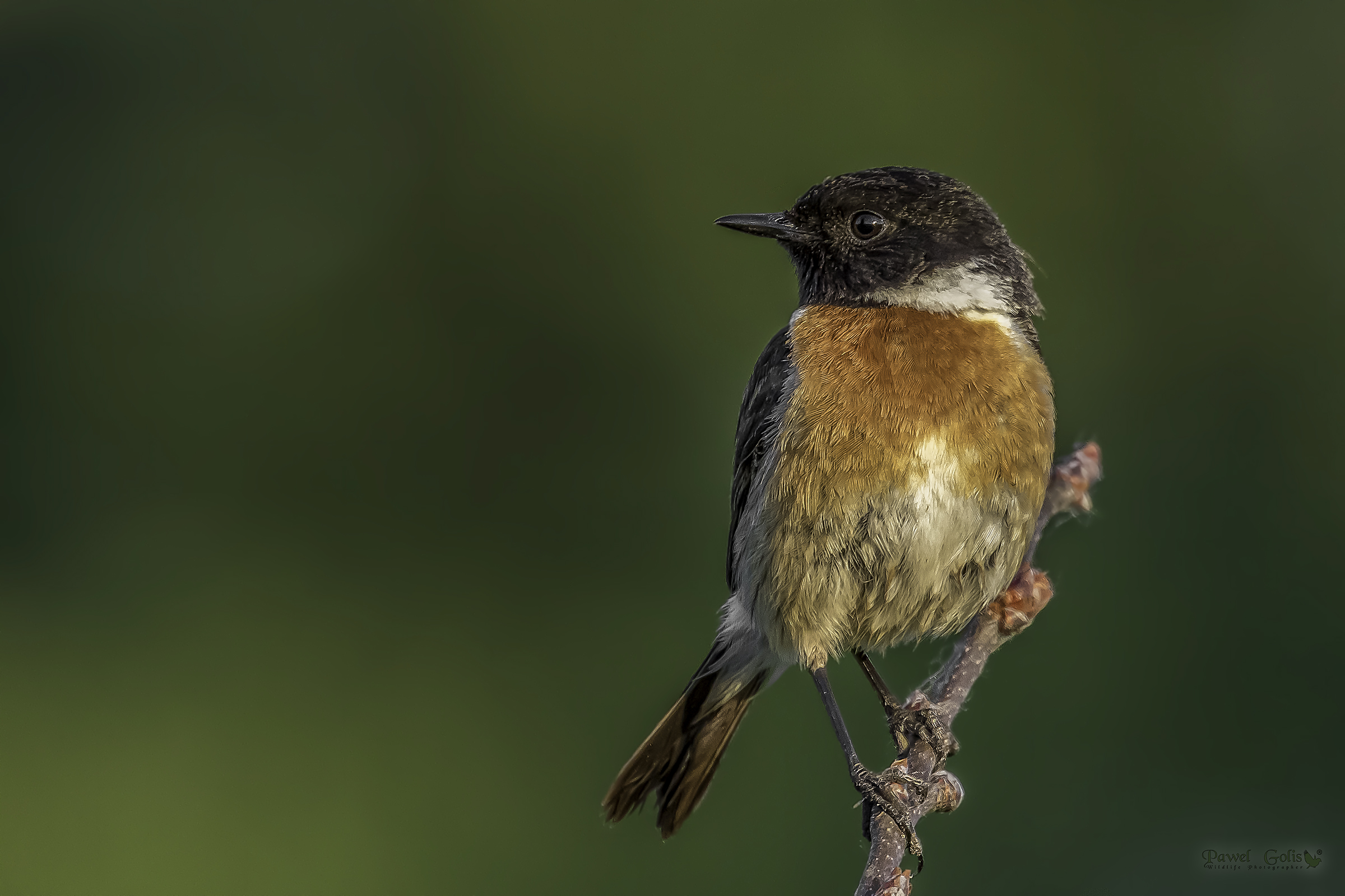 Chat europea (Saxicola rubicola)