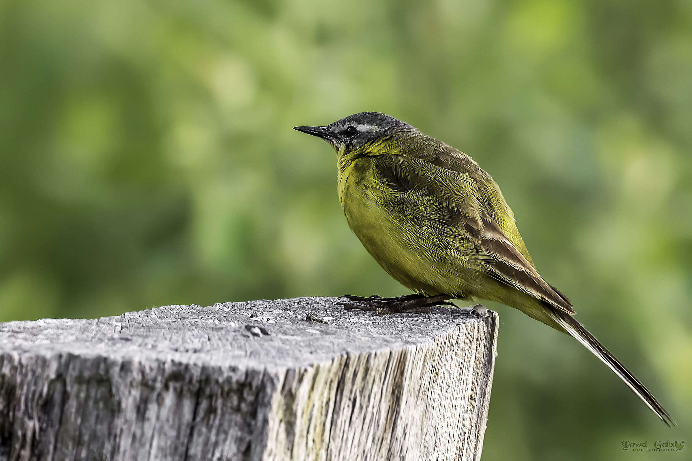 Wagtail giallo (Motacilla flava) ?