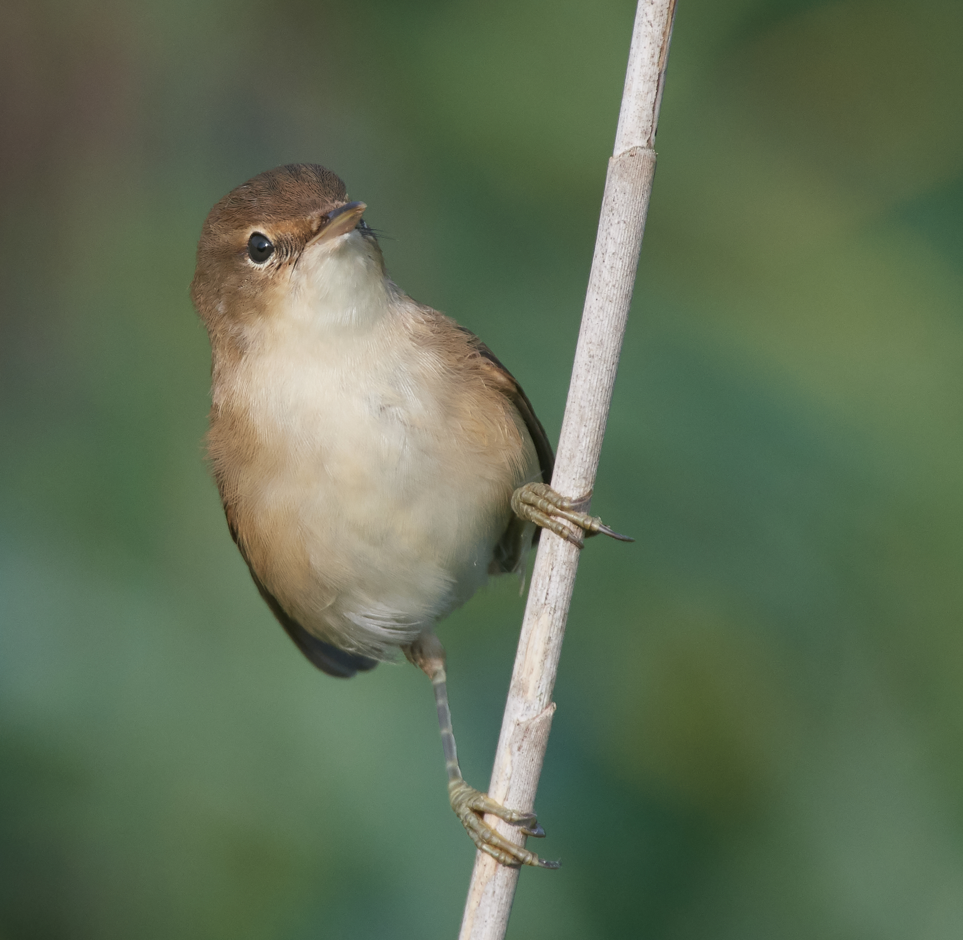 Reed Warbler