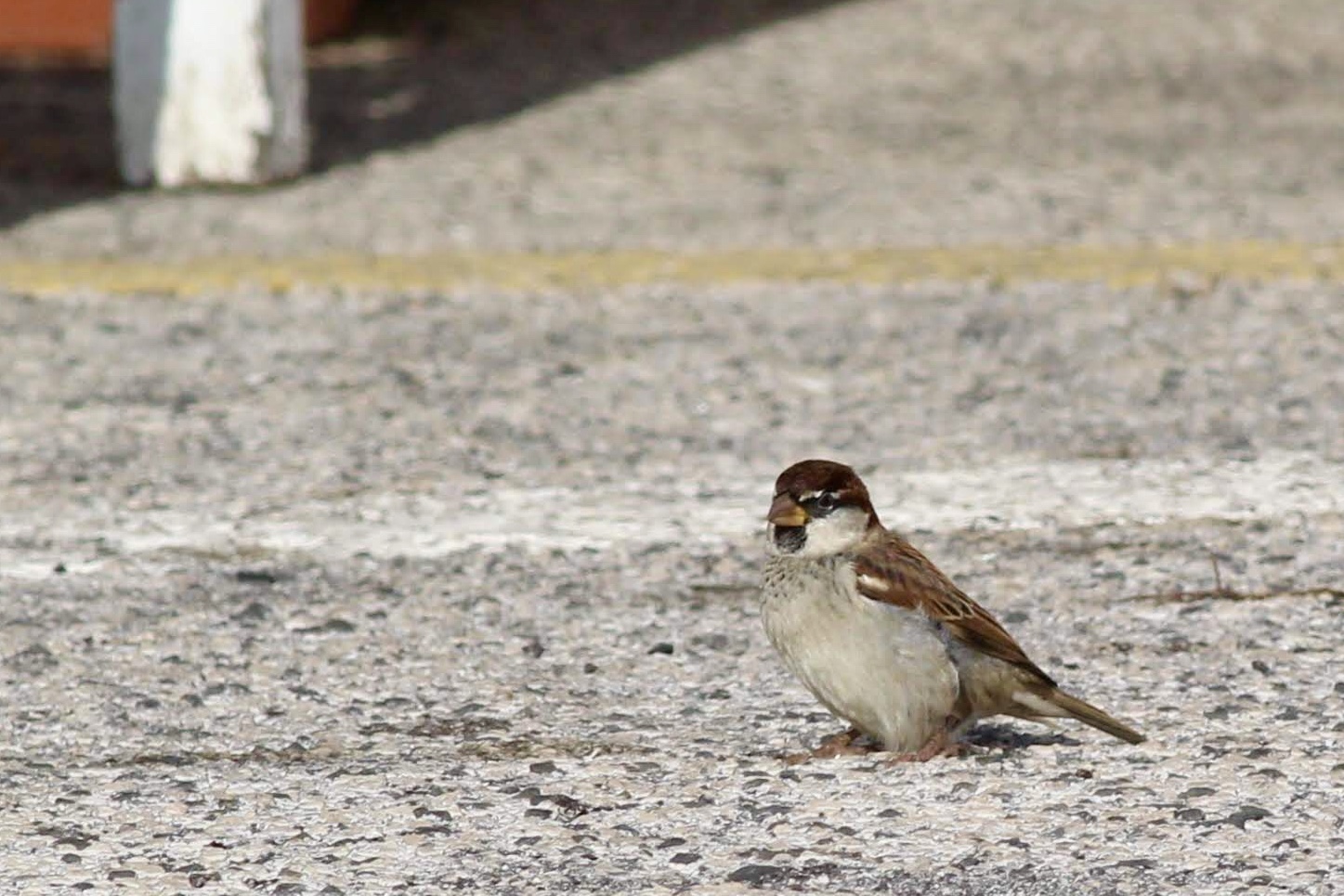 Morning sparrow - passer montanus