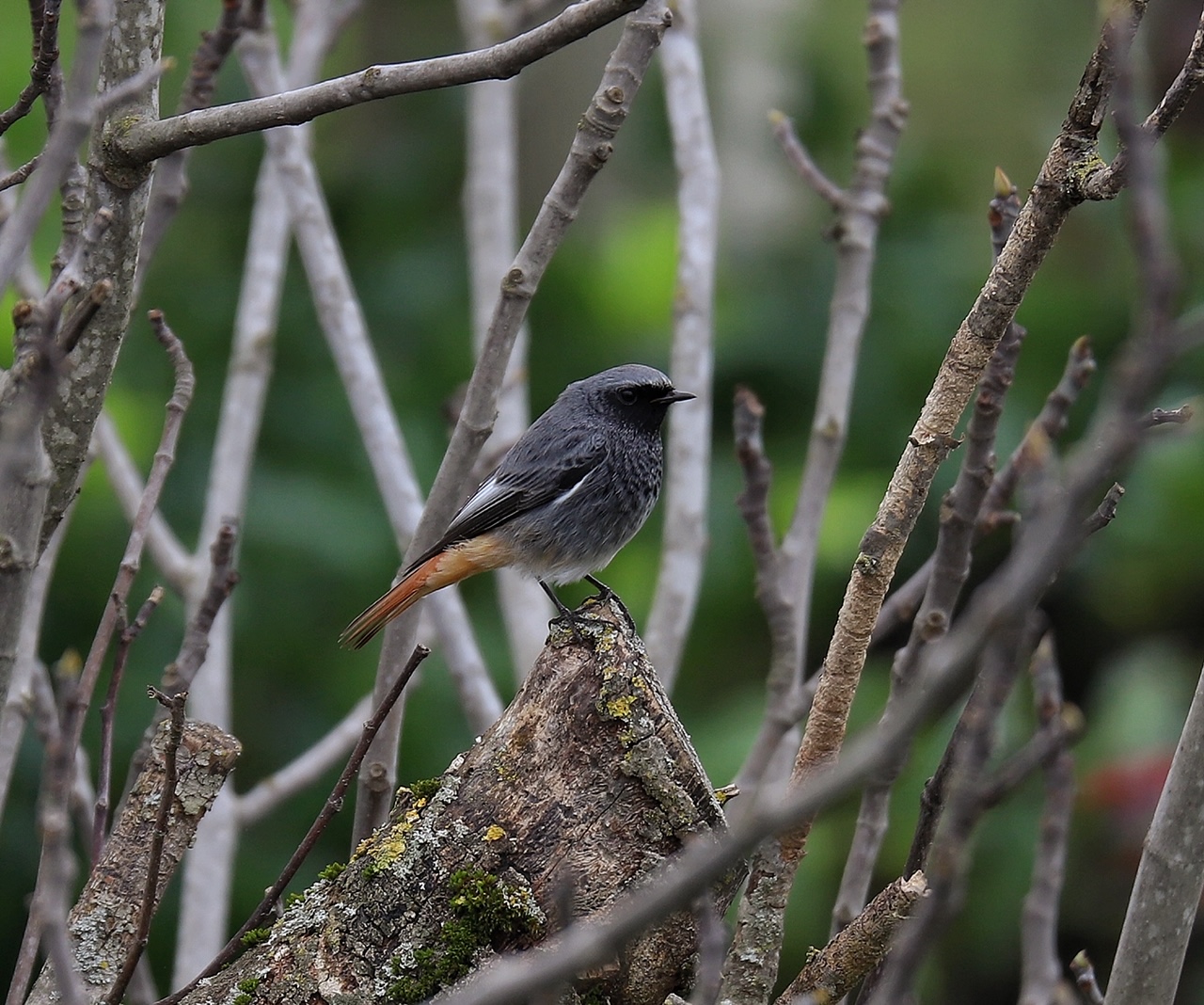codirosso spazzacamino